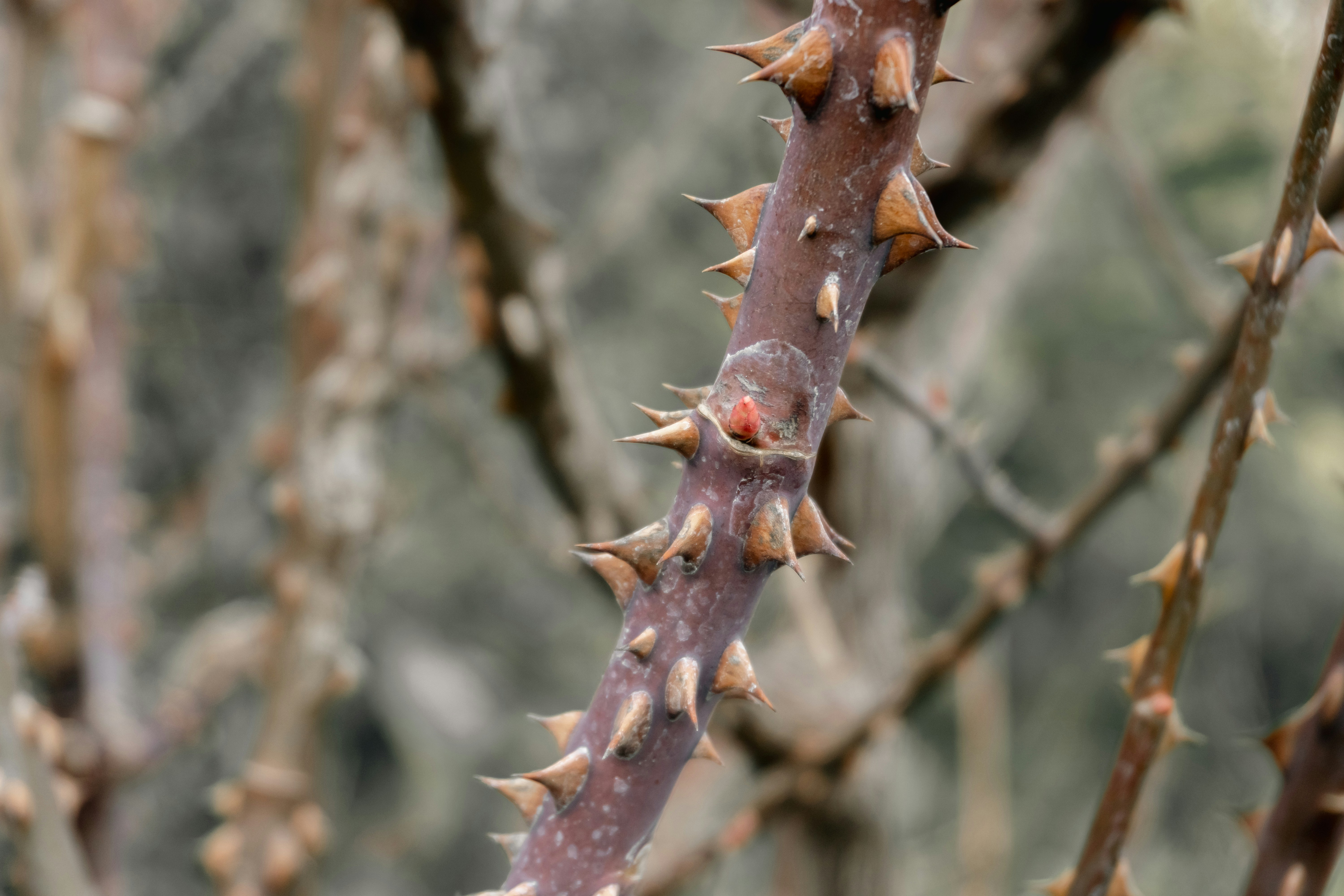Gros plan d’une tige de rose épineuse avec des bourgeons.