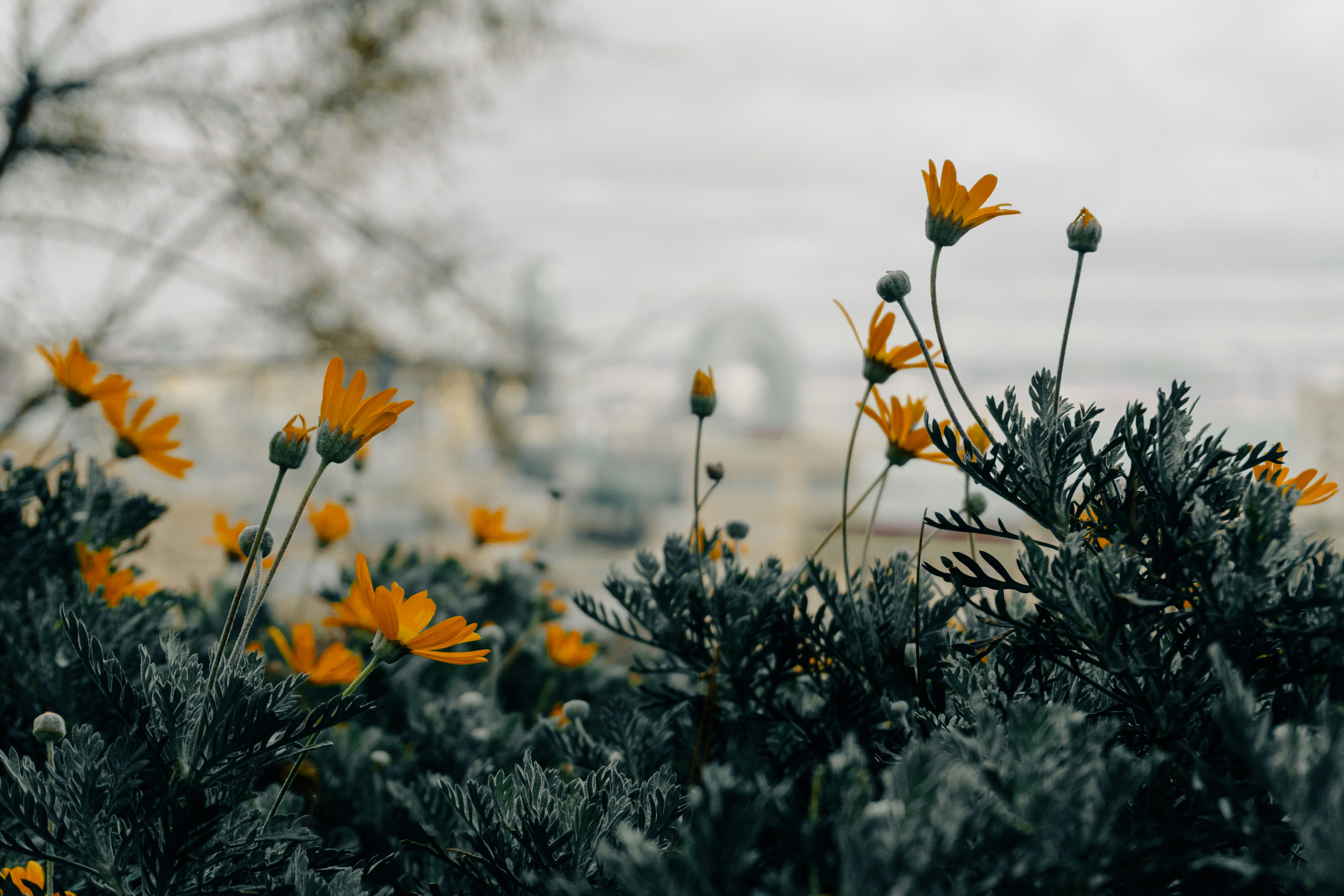 Des fleurs orangeres fleurissent dans un jardin avec une arche archée lointaine.