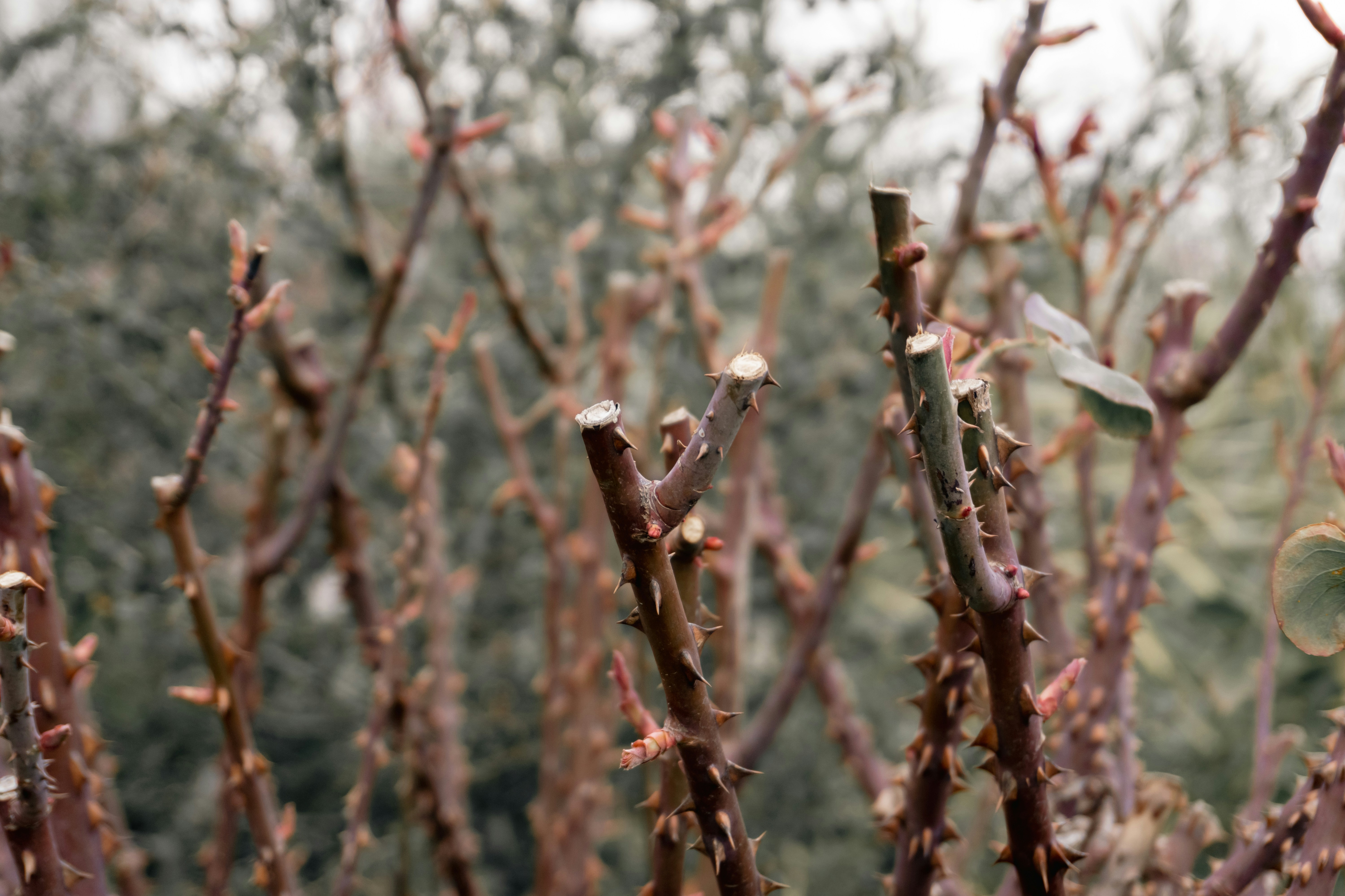 Rameaux de rosiers taillés avec de nouveaux bourgeons émergeant