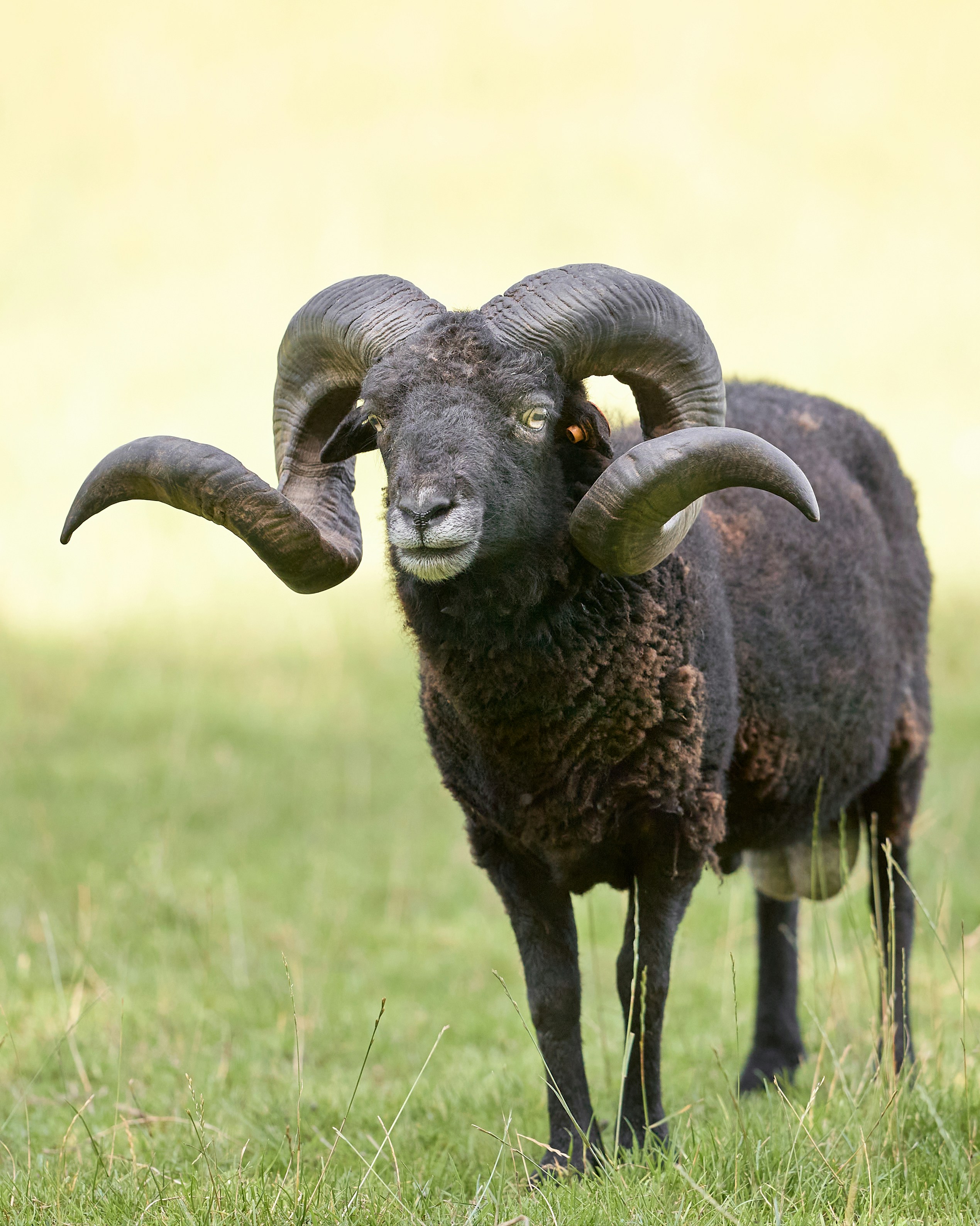 Photo by erwinbosman