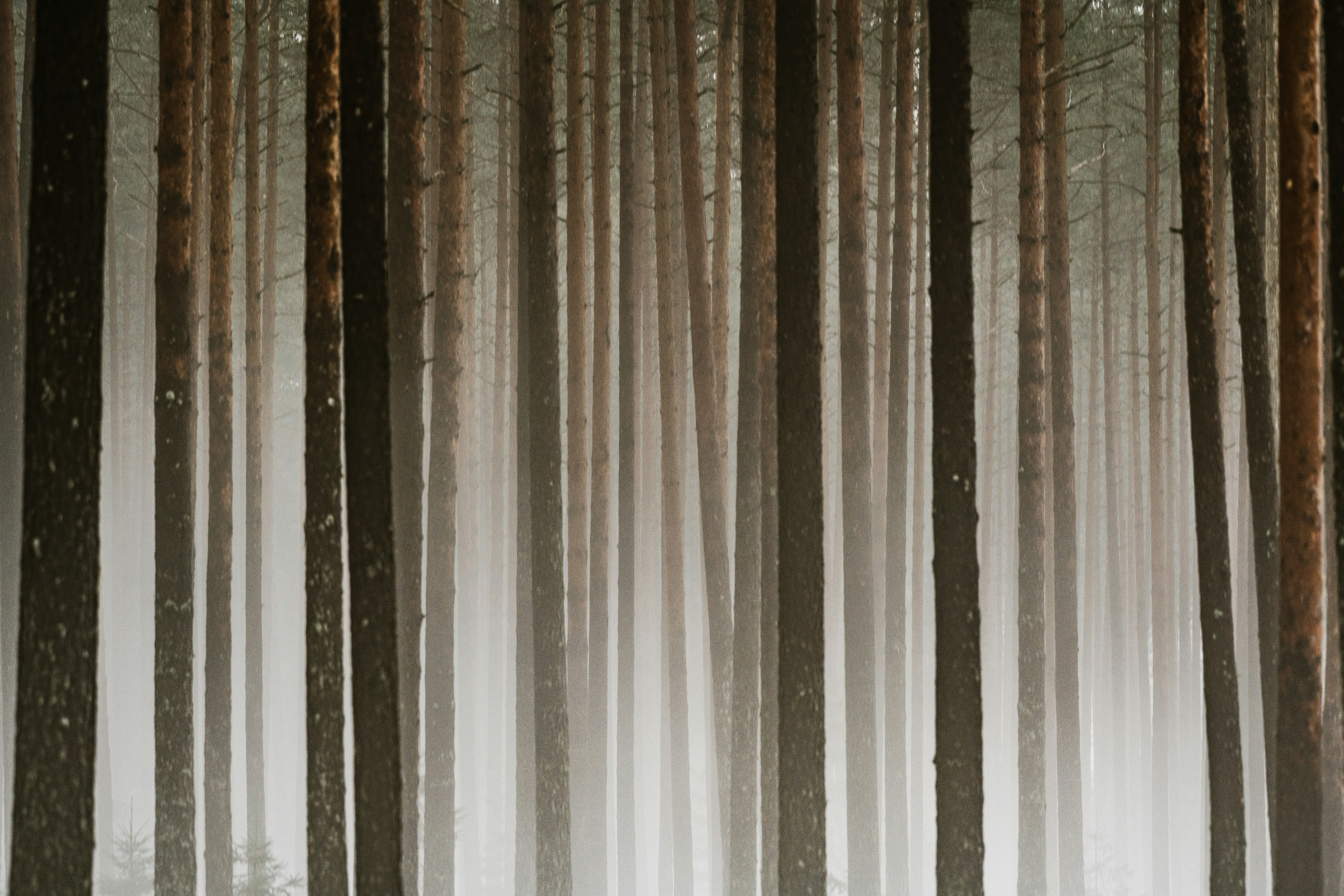 forest wallpaper peaceful, wallpaper, Solo Camping: Overcoming Fear for First-Timers 2