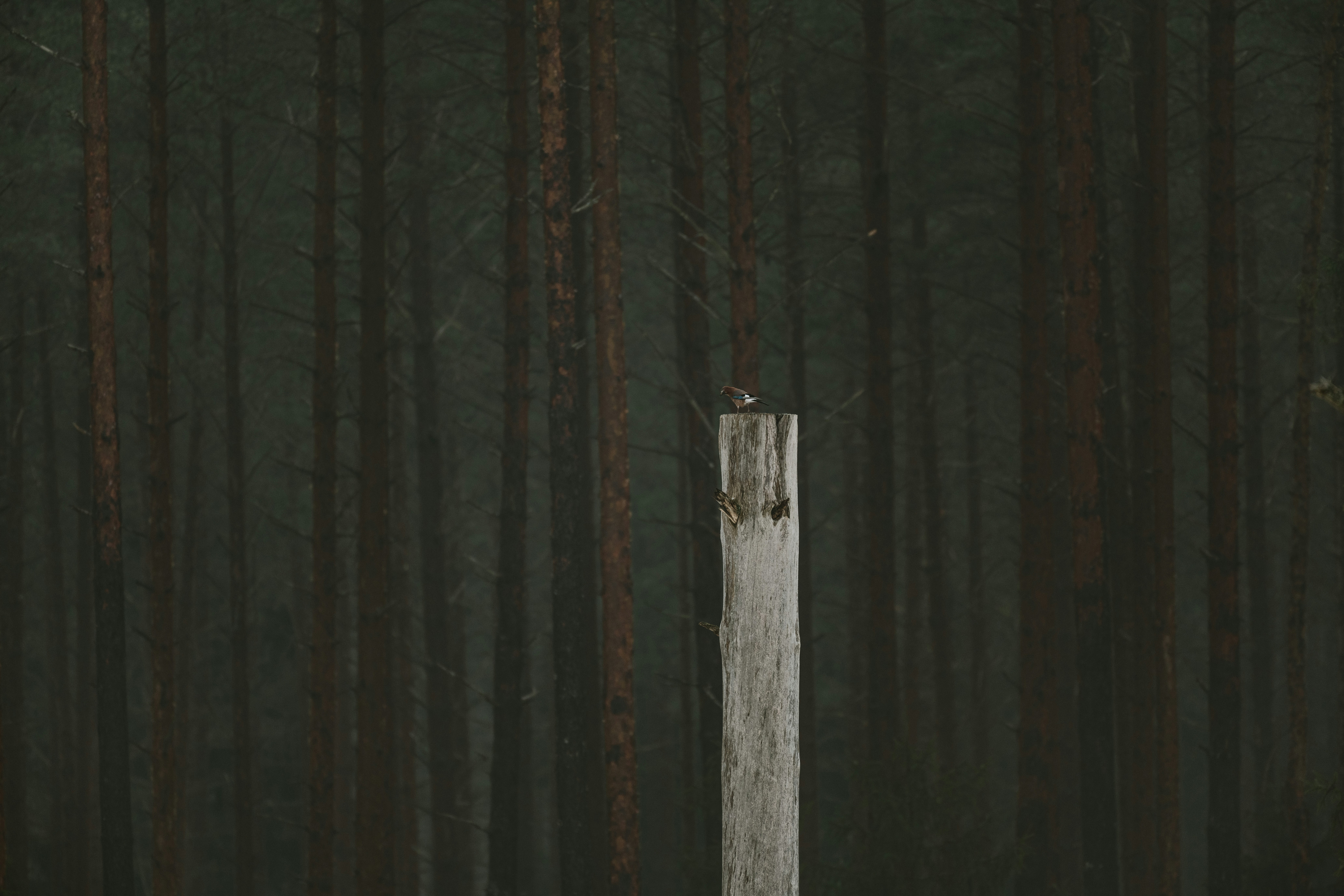 A small bird perched on a wooden post.