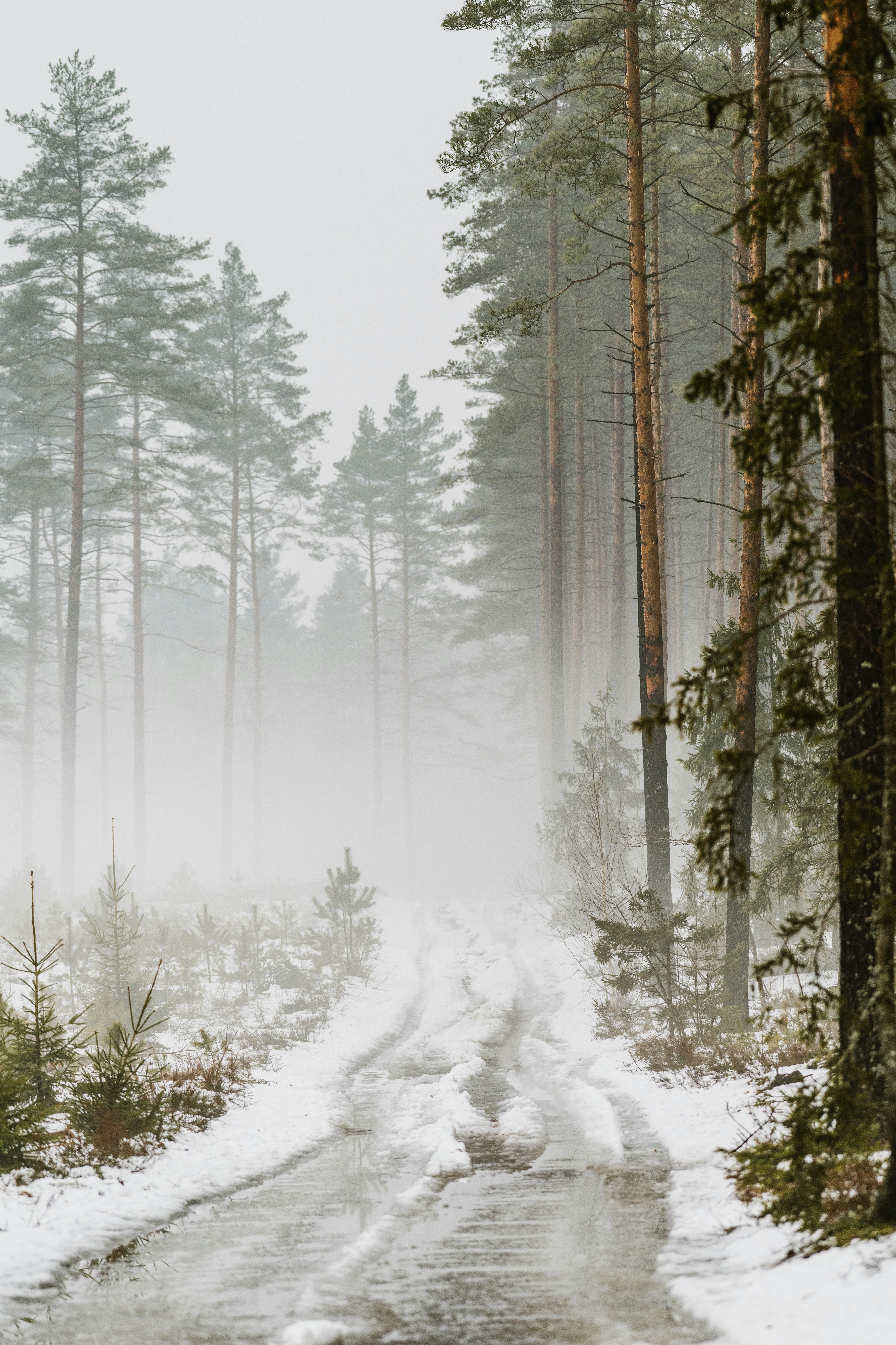 A snowy forest road shrouded in mist