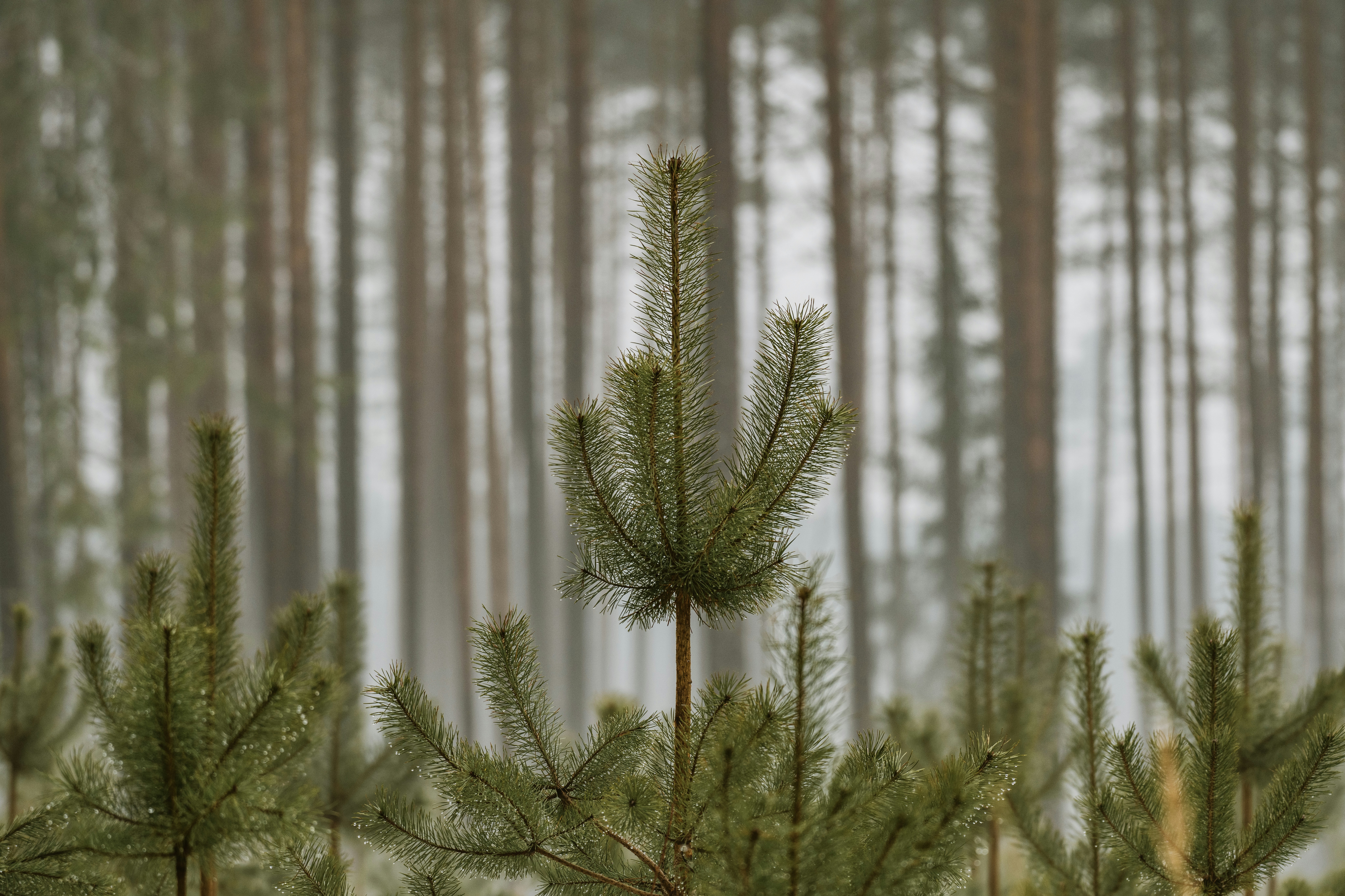 Young pine trees in a misty forest setting