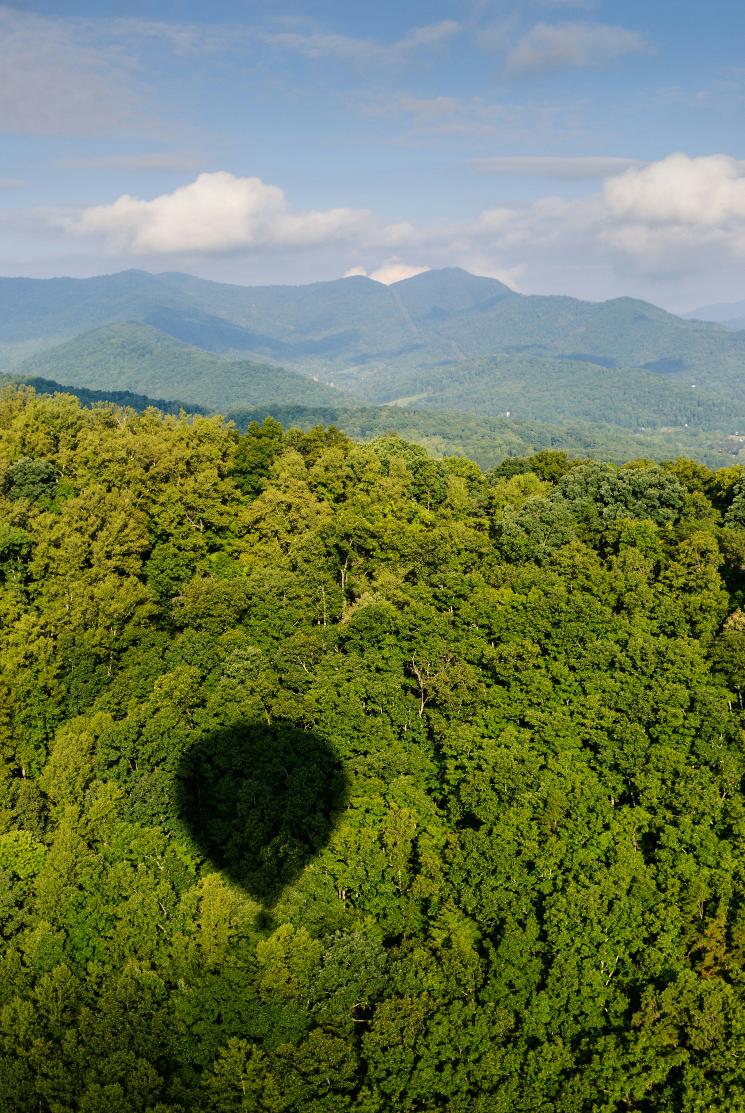 Shadow of a hot air balloon over lush green forest.