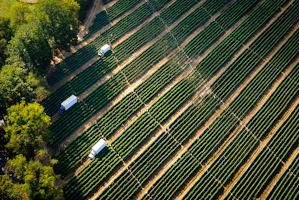 Aerial view of a vineyard with trucks harvesting grapes