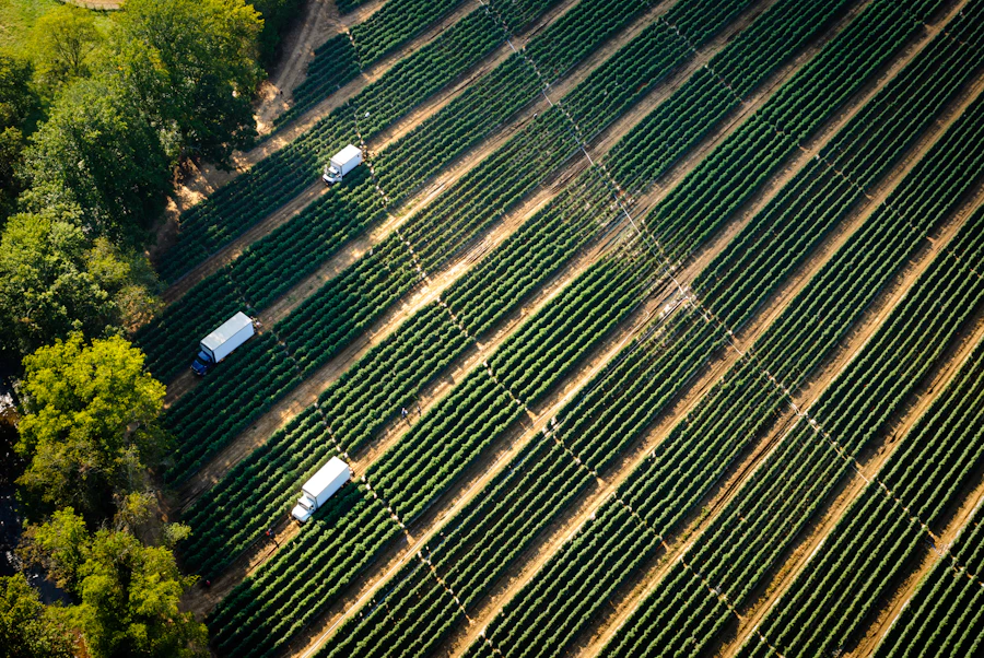 Aerial view of vineyard with harvest machinery working between rows of vines