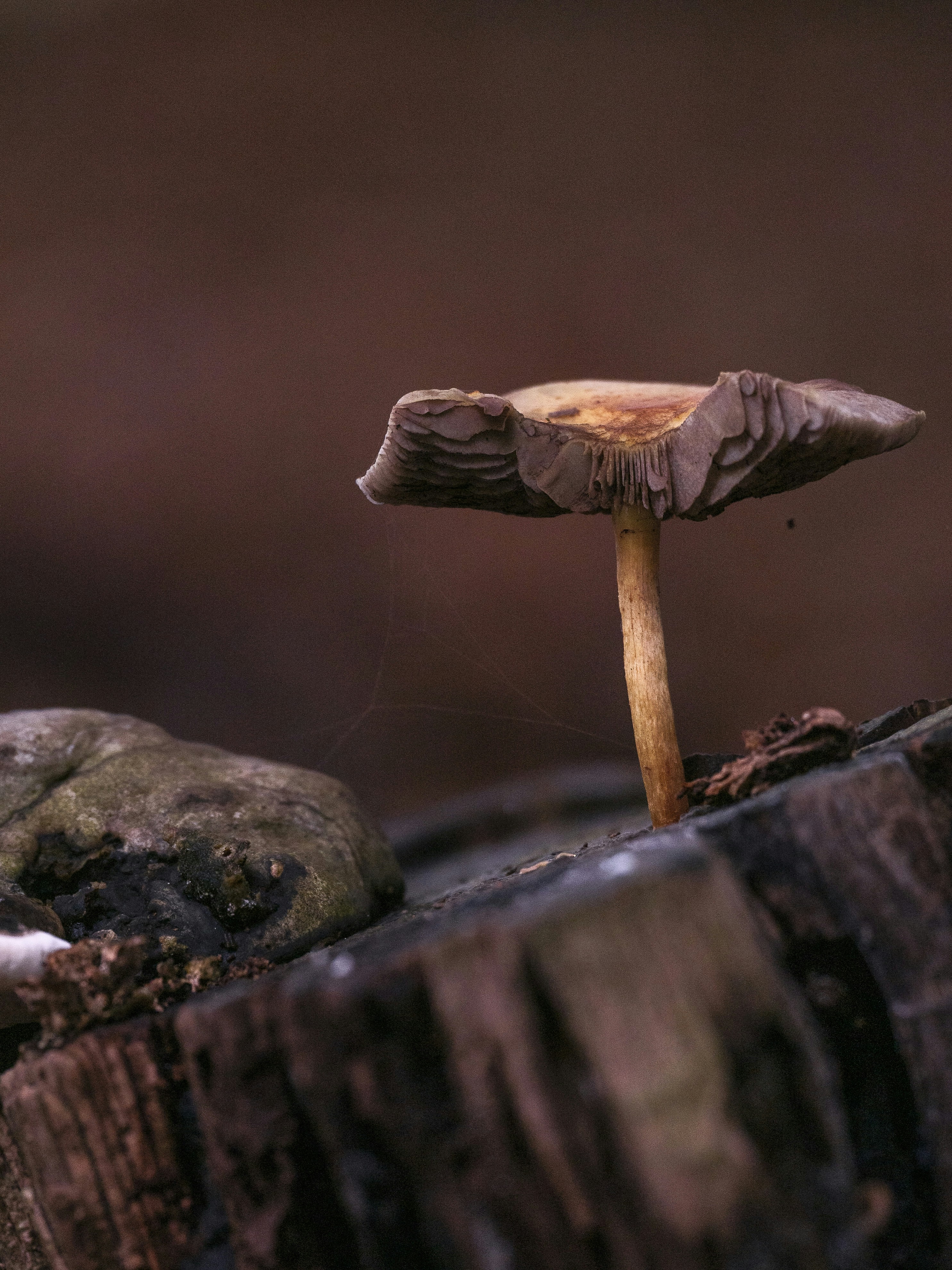 Satu jamur tumbuh di tunggul pohon.