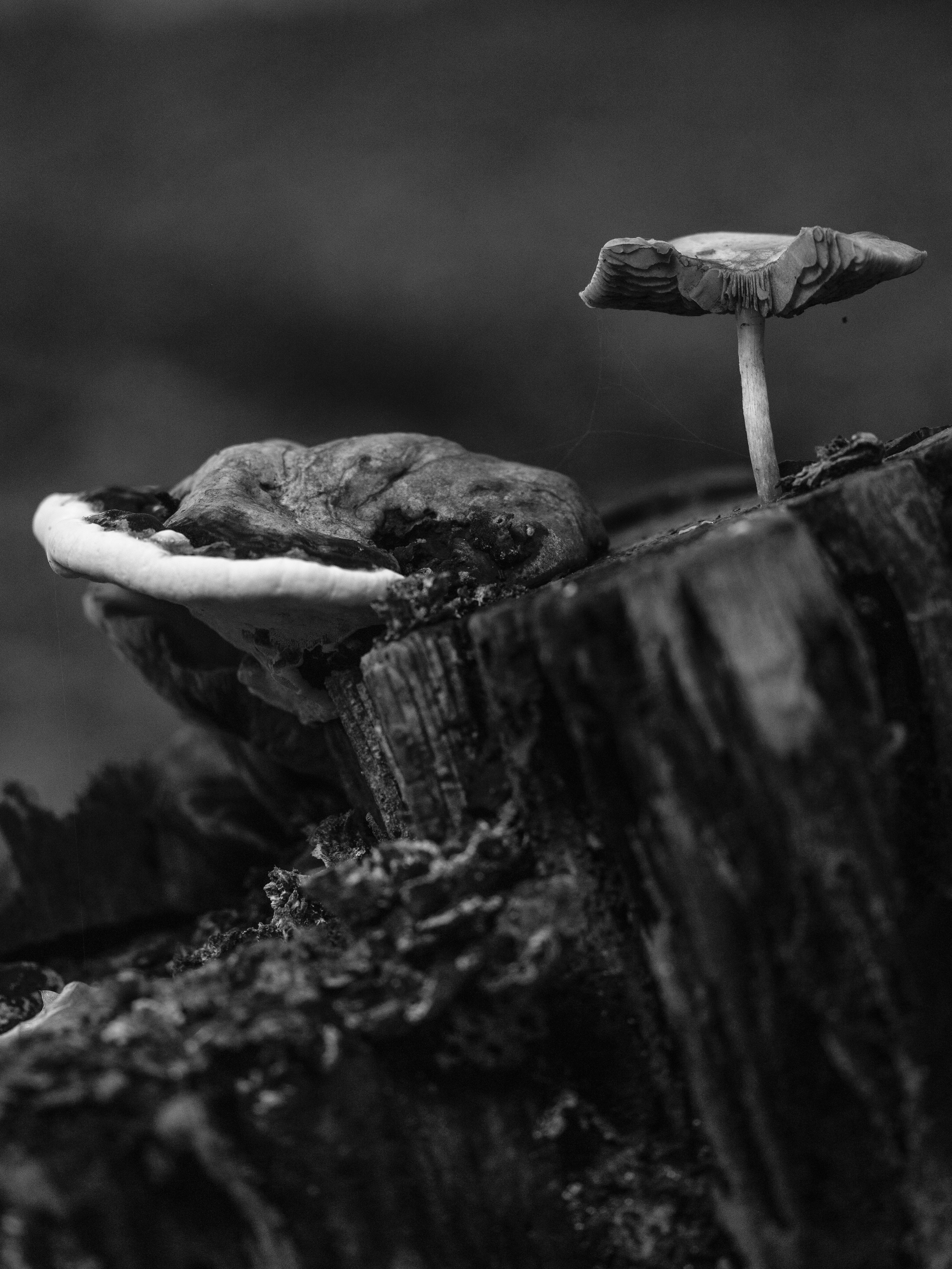 Photo by haberdoedas