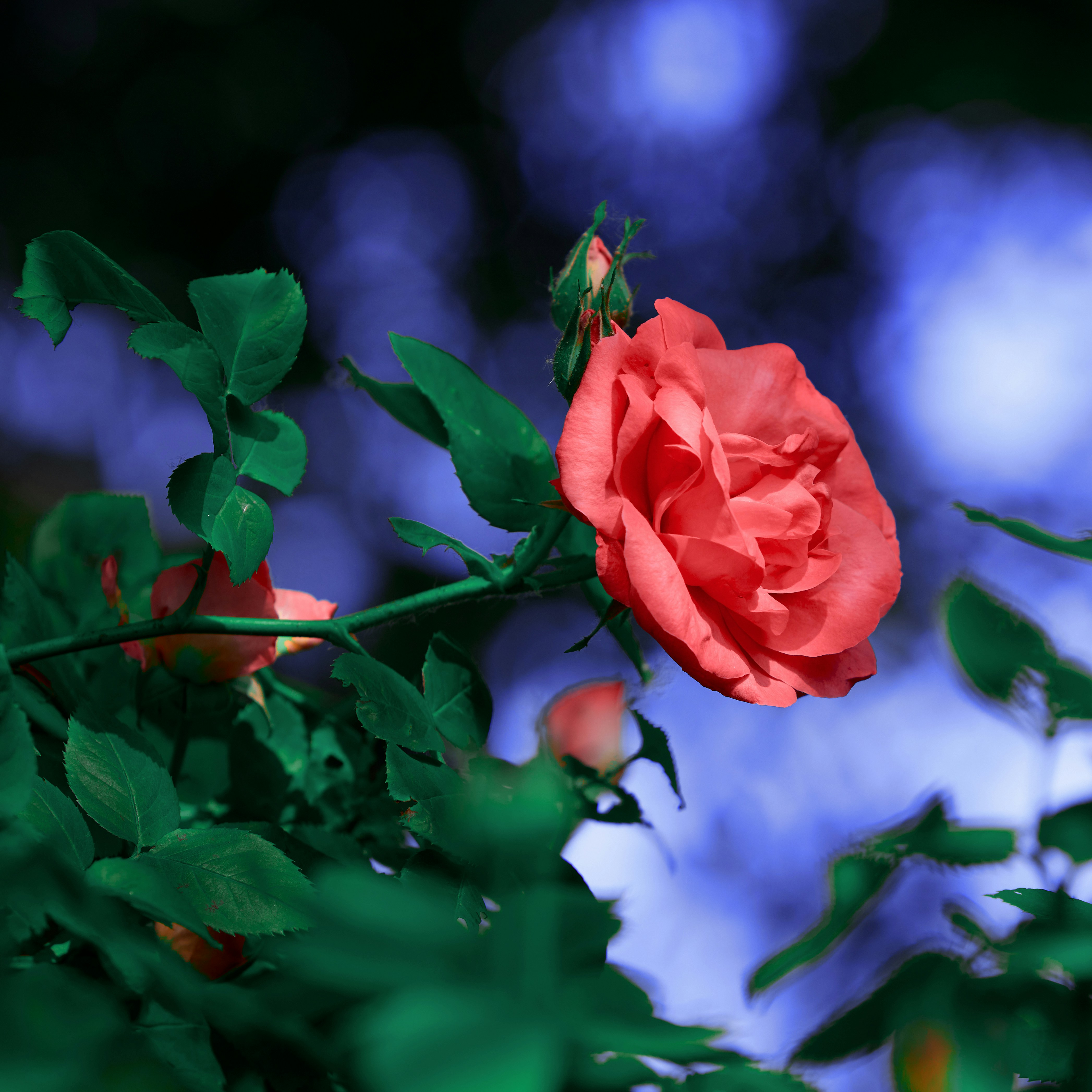 A single red rose with green leaves against blue bokeh.