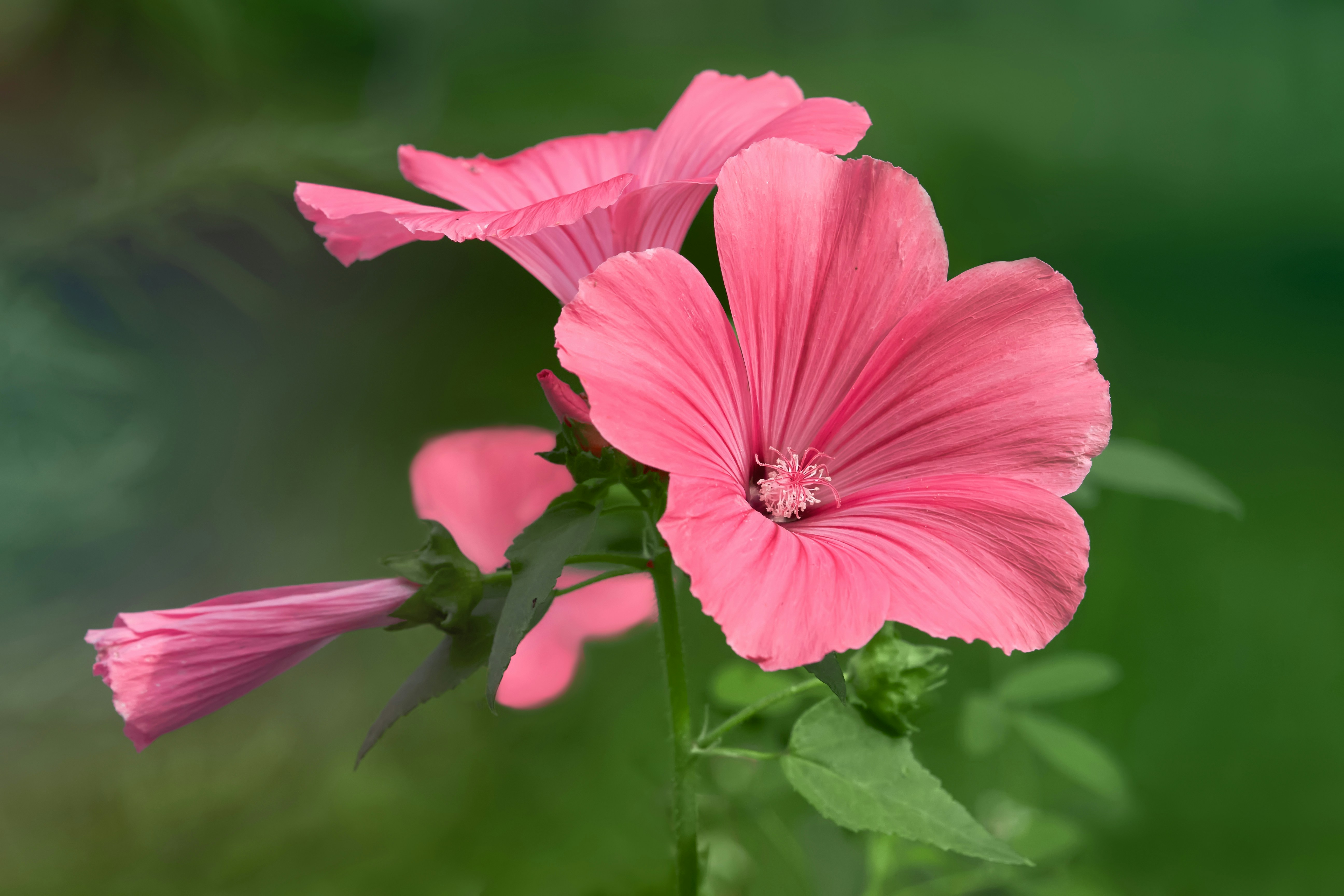 Photo by erwinbosman