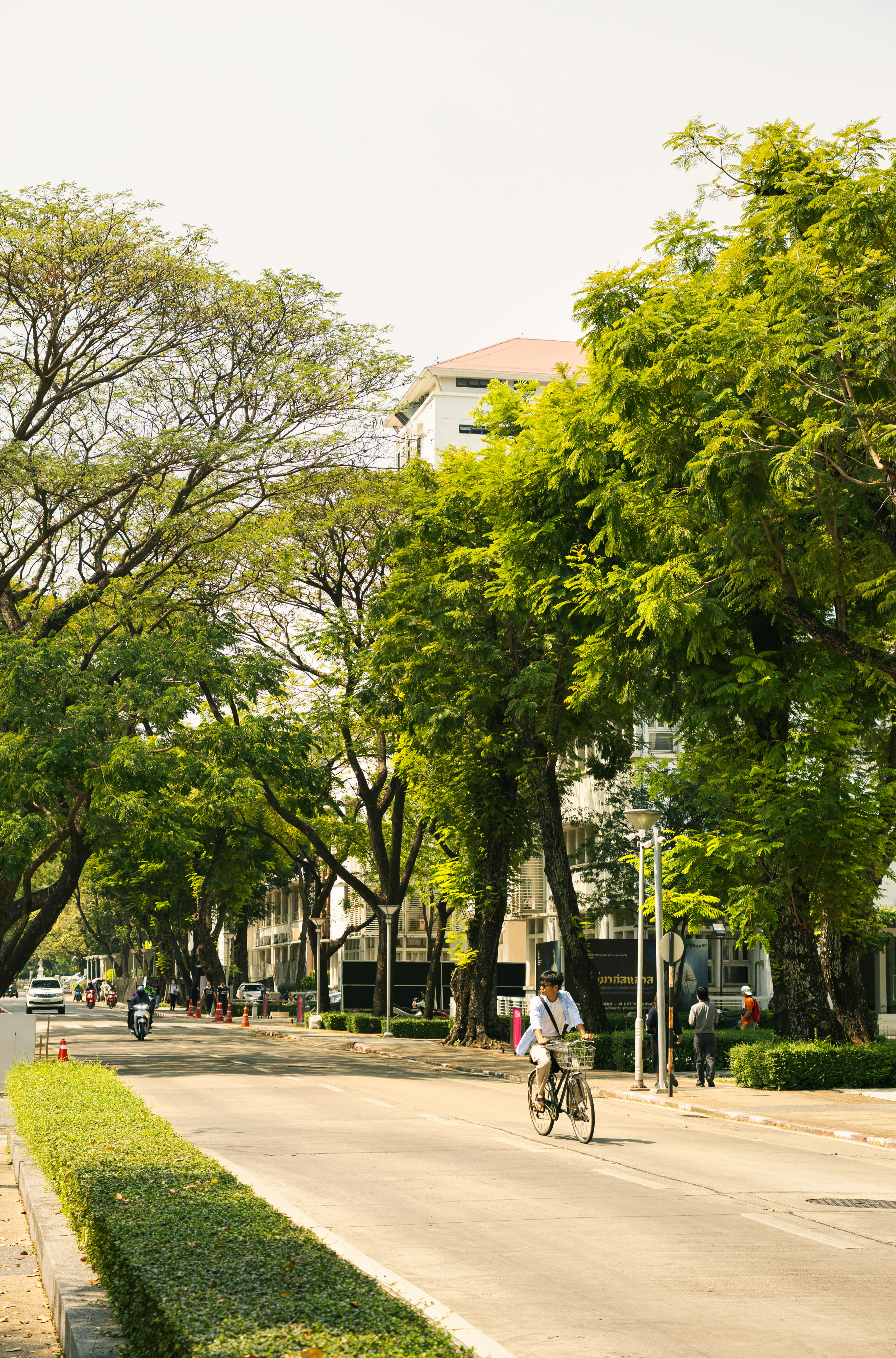 A person rides a bicycle down a tree-lined street.