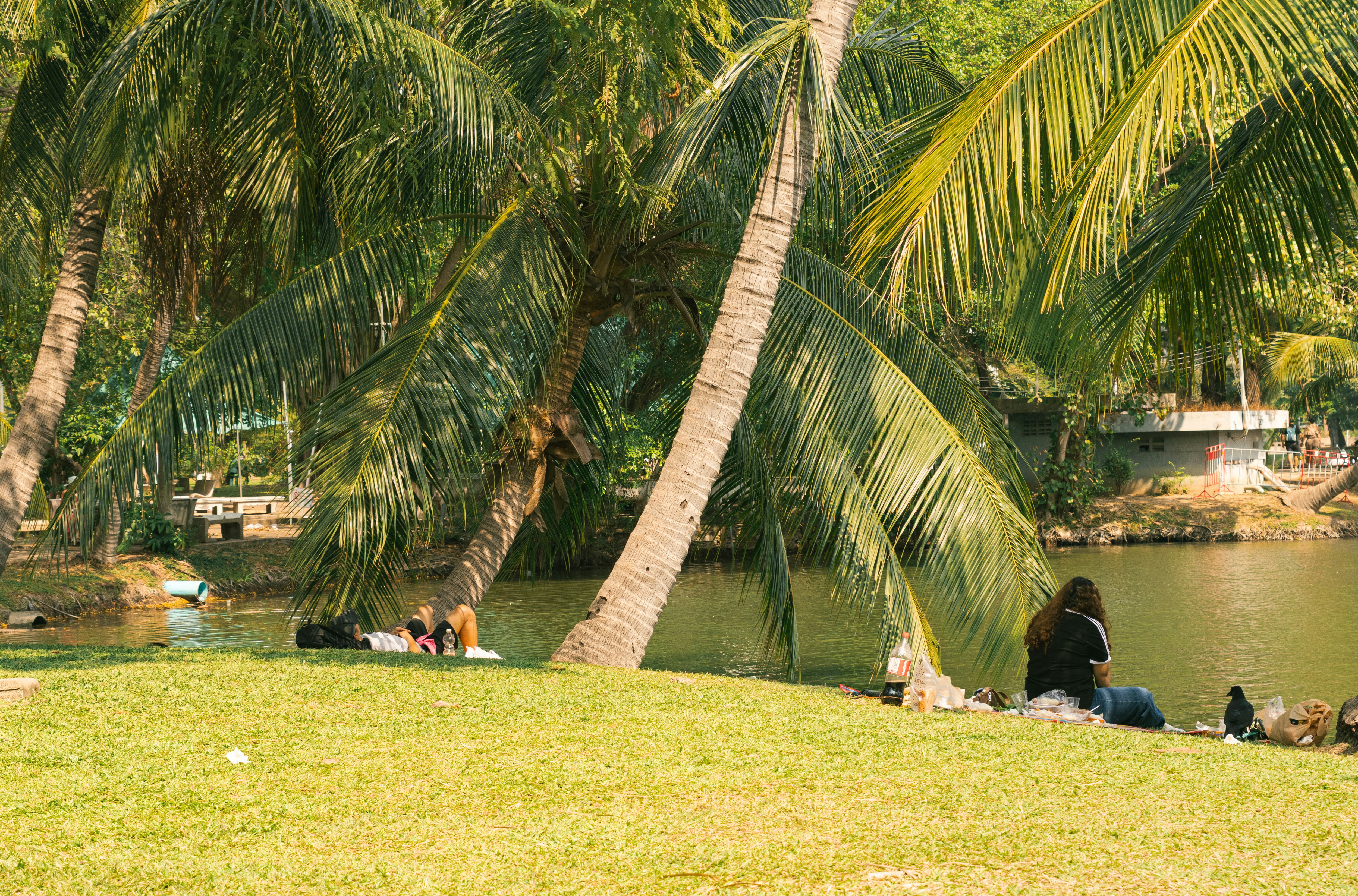 Gente relajándose junto a un lago tranquilo bajo palmeras.