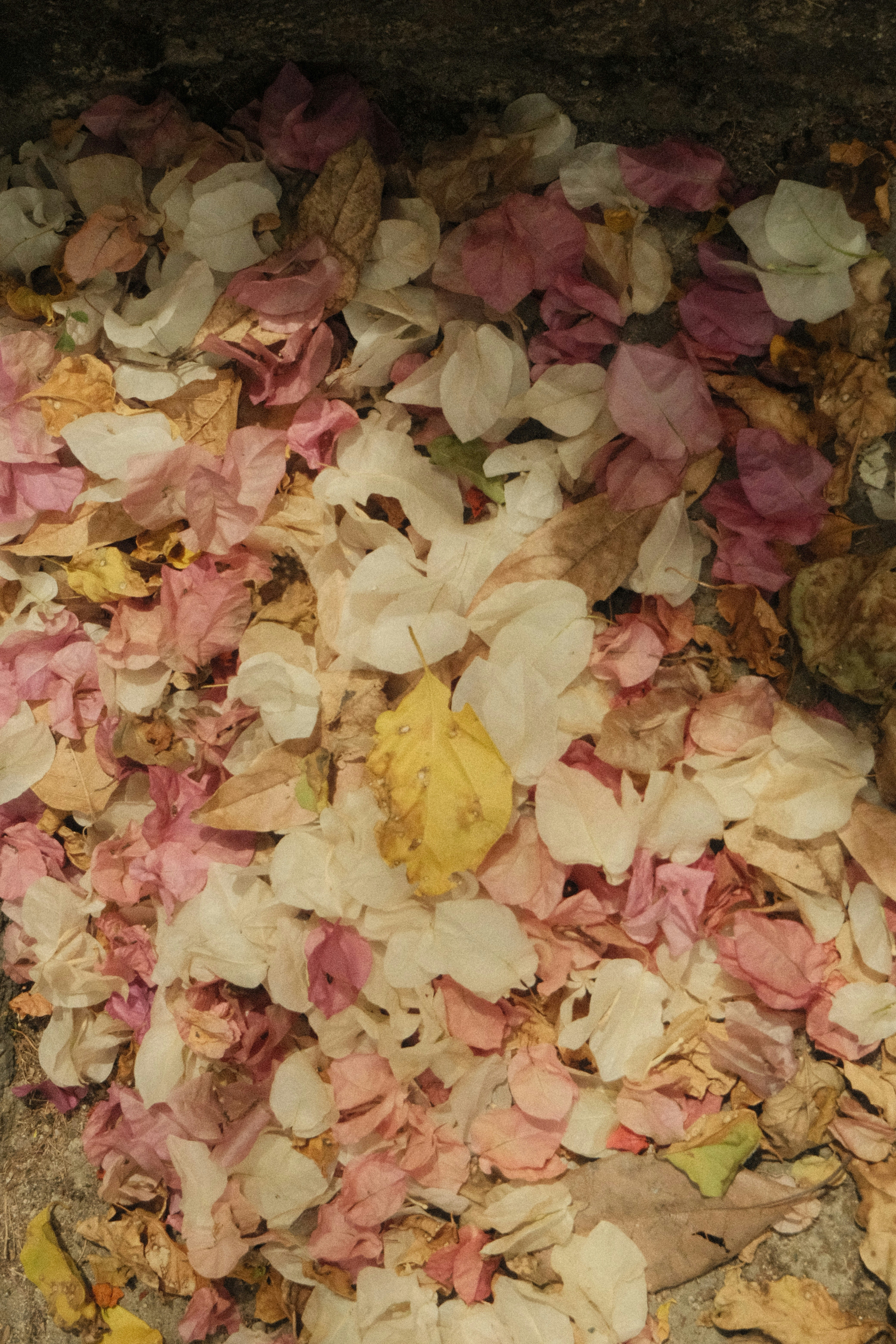 Photo by natalienpngoc