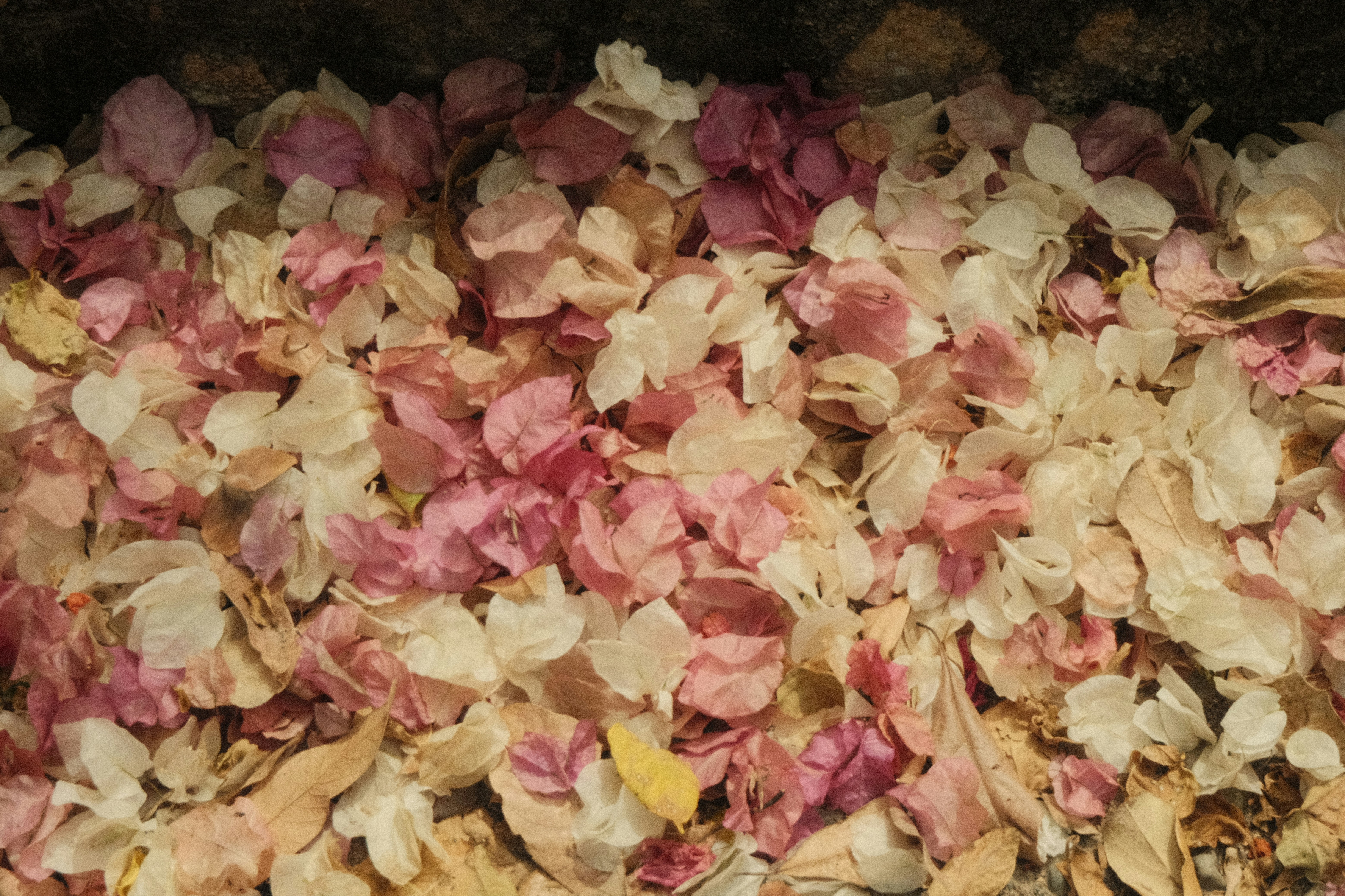 A pile of dried pink and white flower petals.