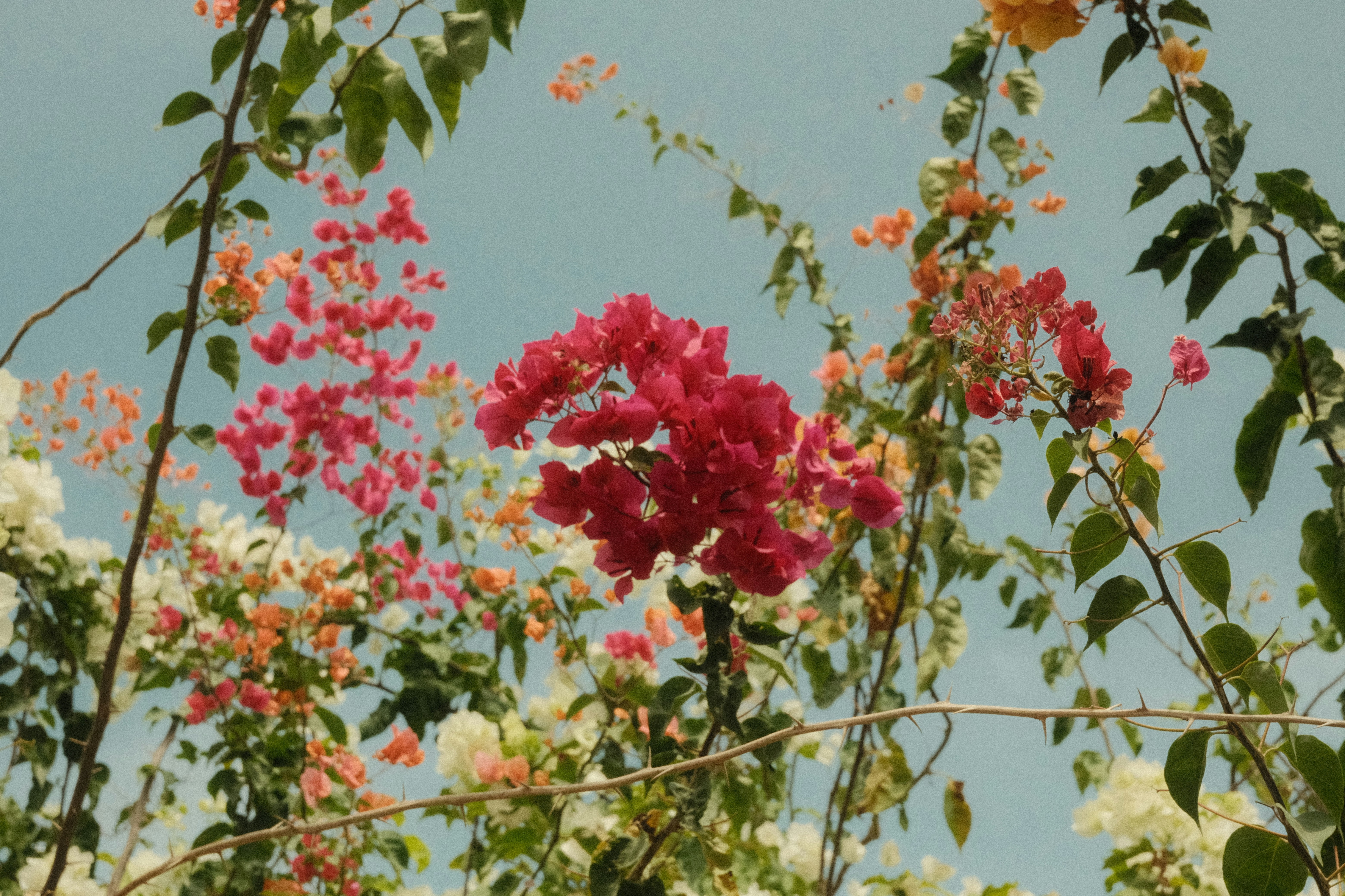 Photo by natalienpngoc