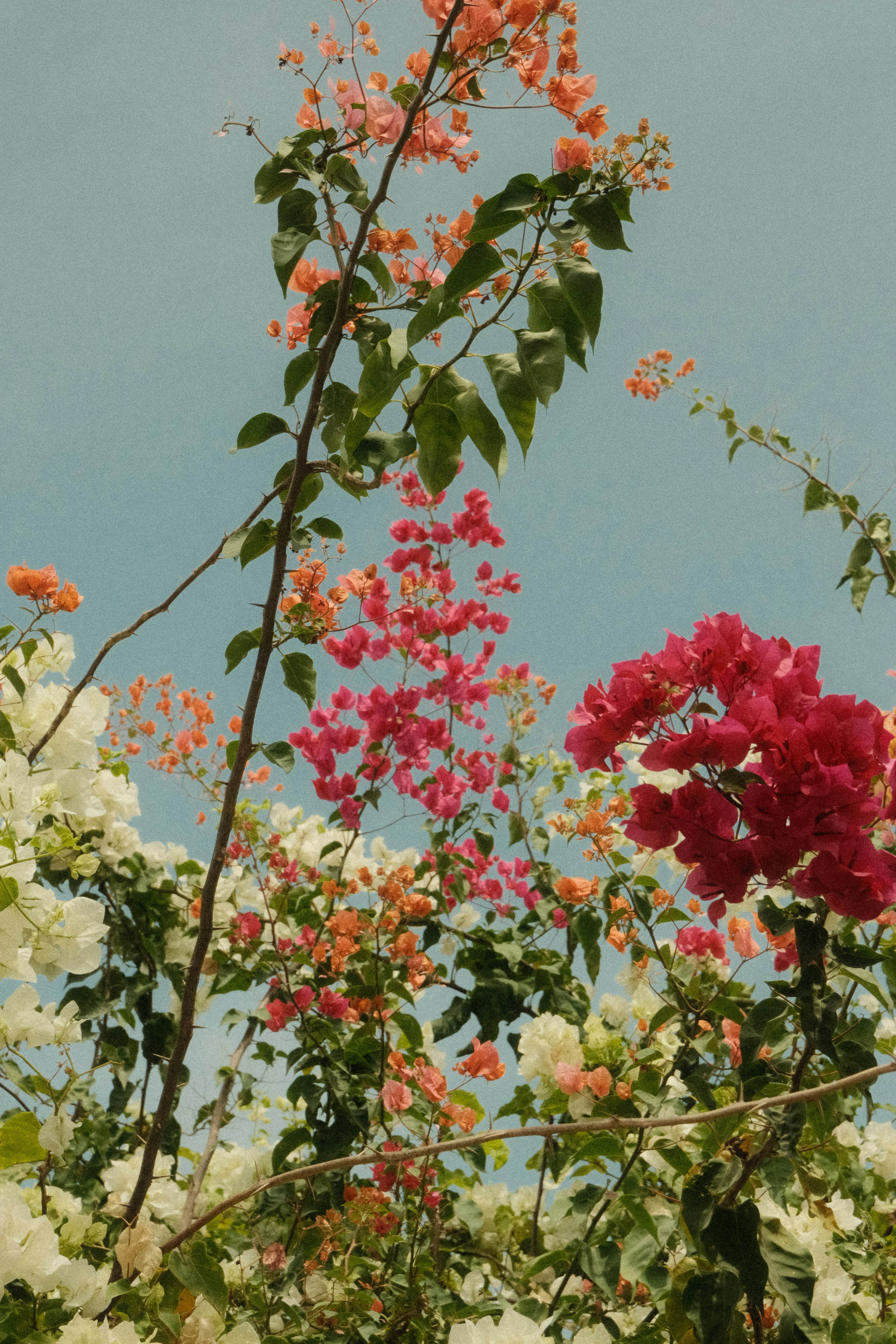 Photo by natalienpngoc