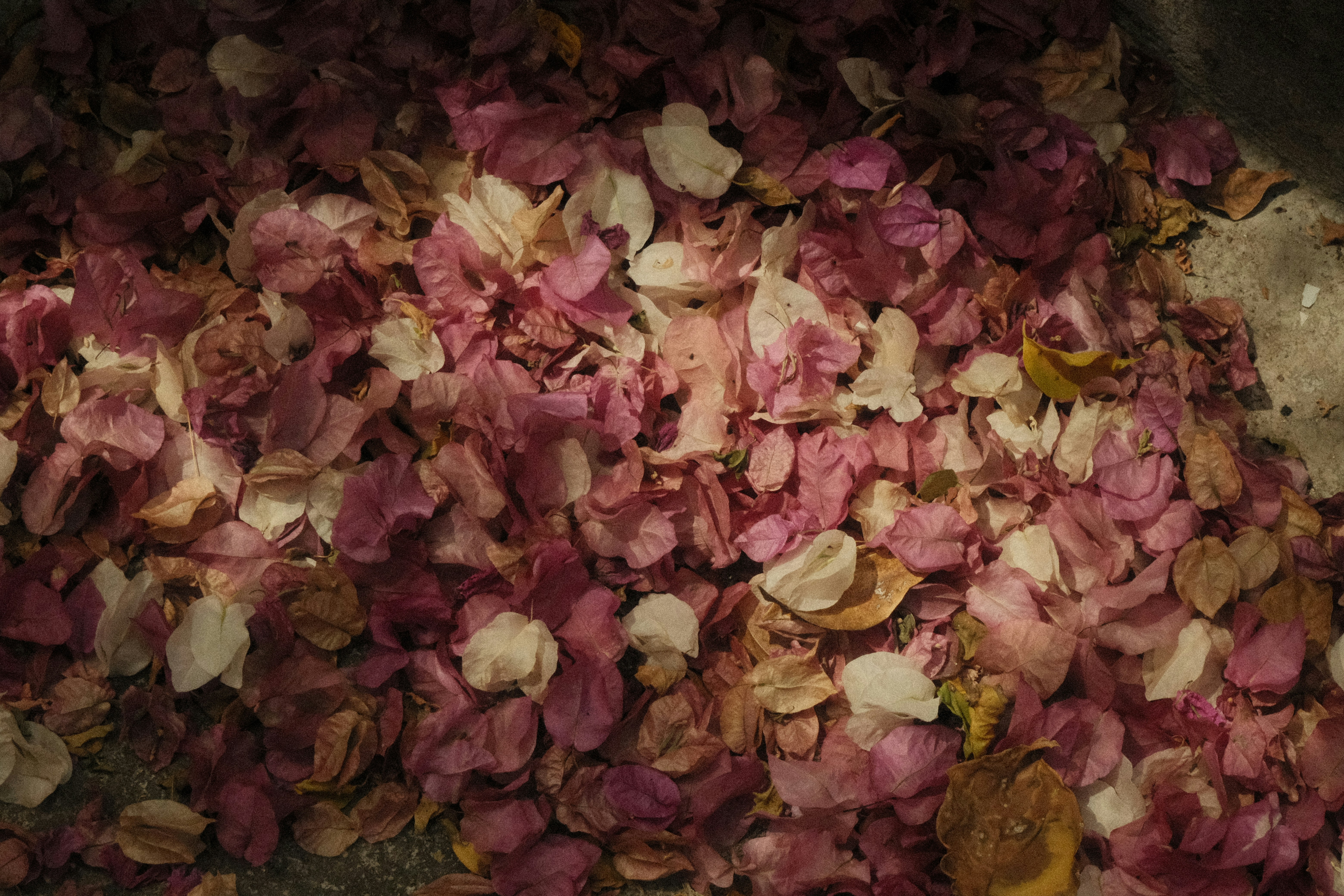 Photo by natalienpngoc