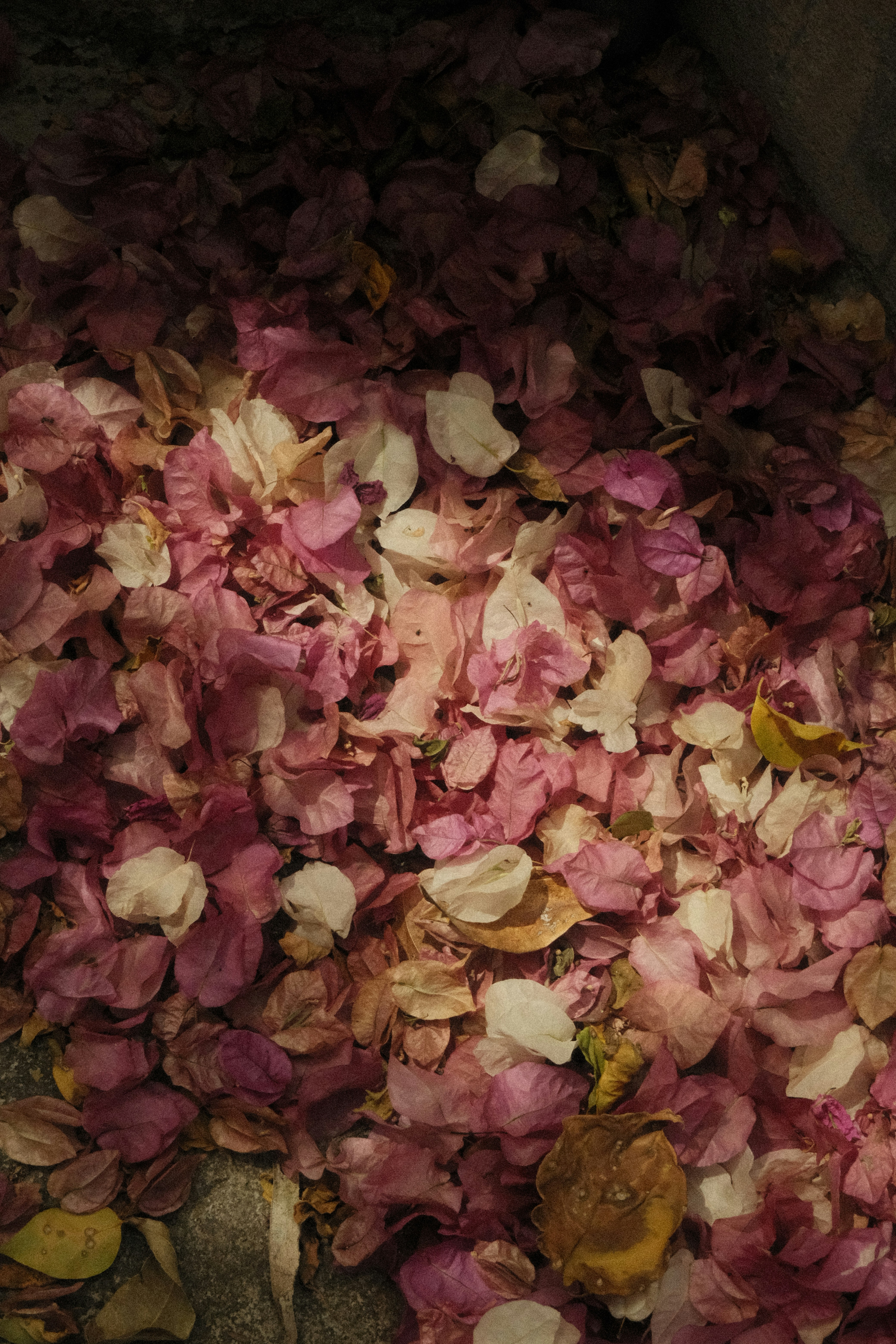 Photo by natalienpngoc