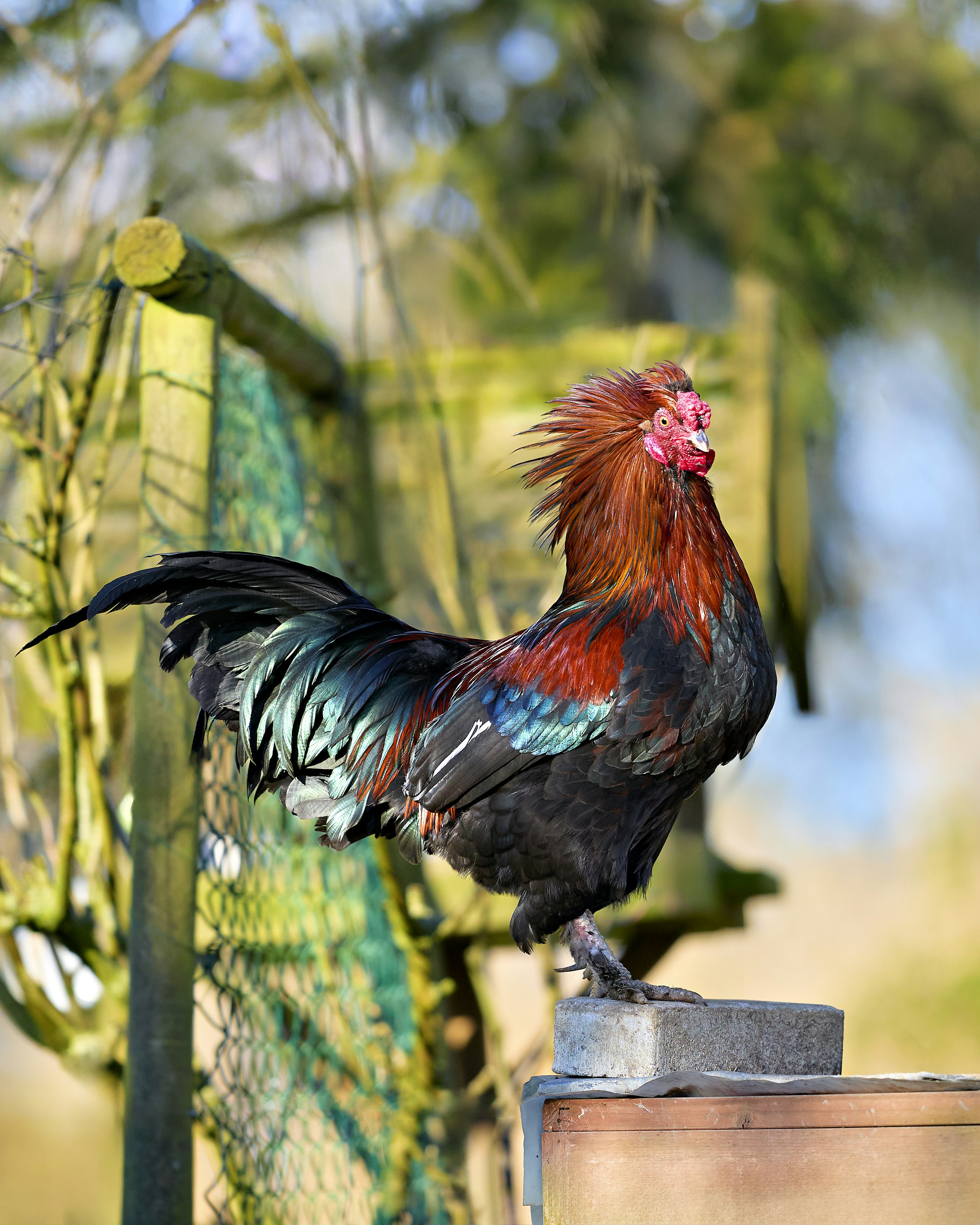 A colorful rooster stands proudly on a stone perch.