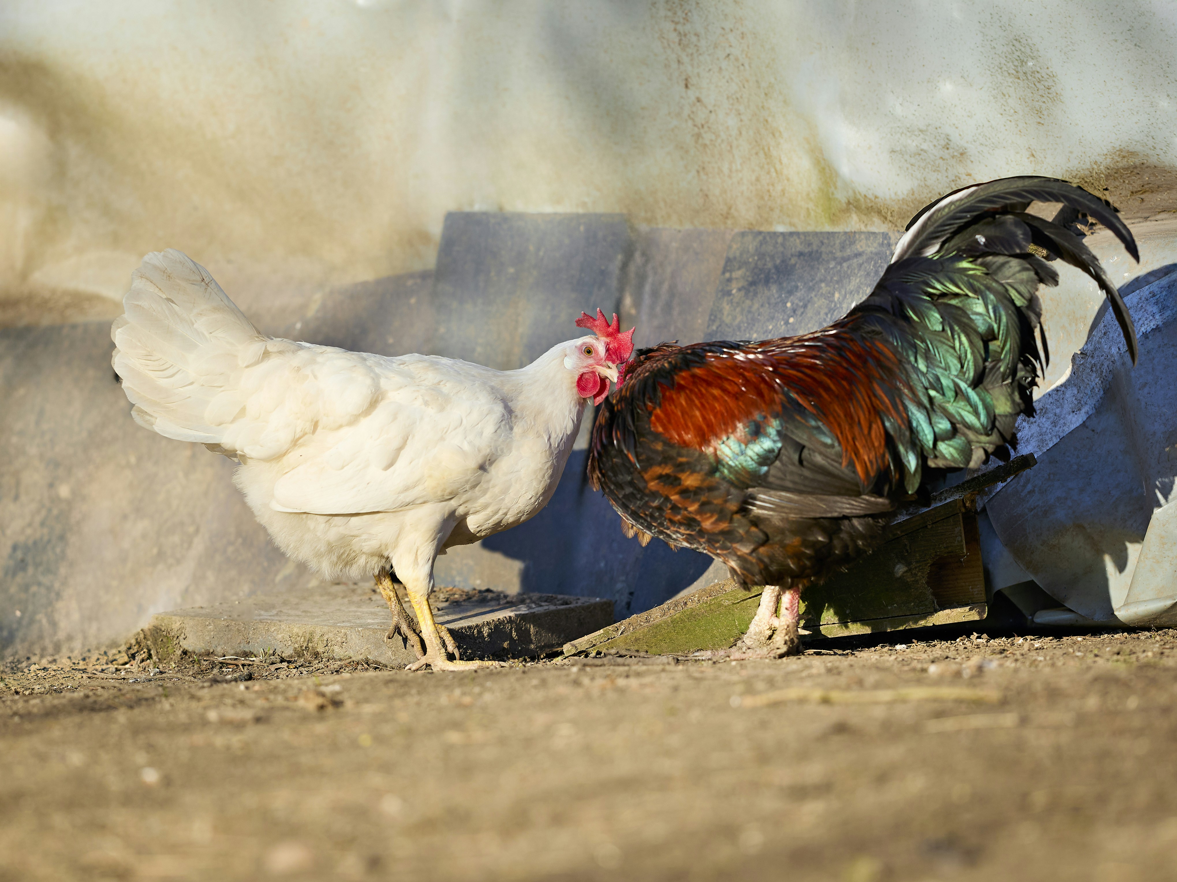 A white hen and a colorful rooster on dirt.