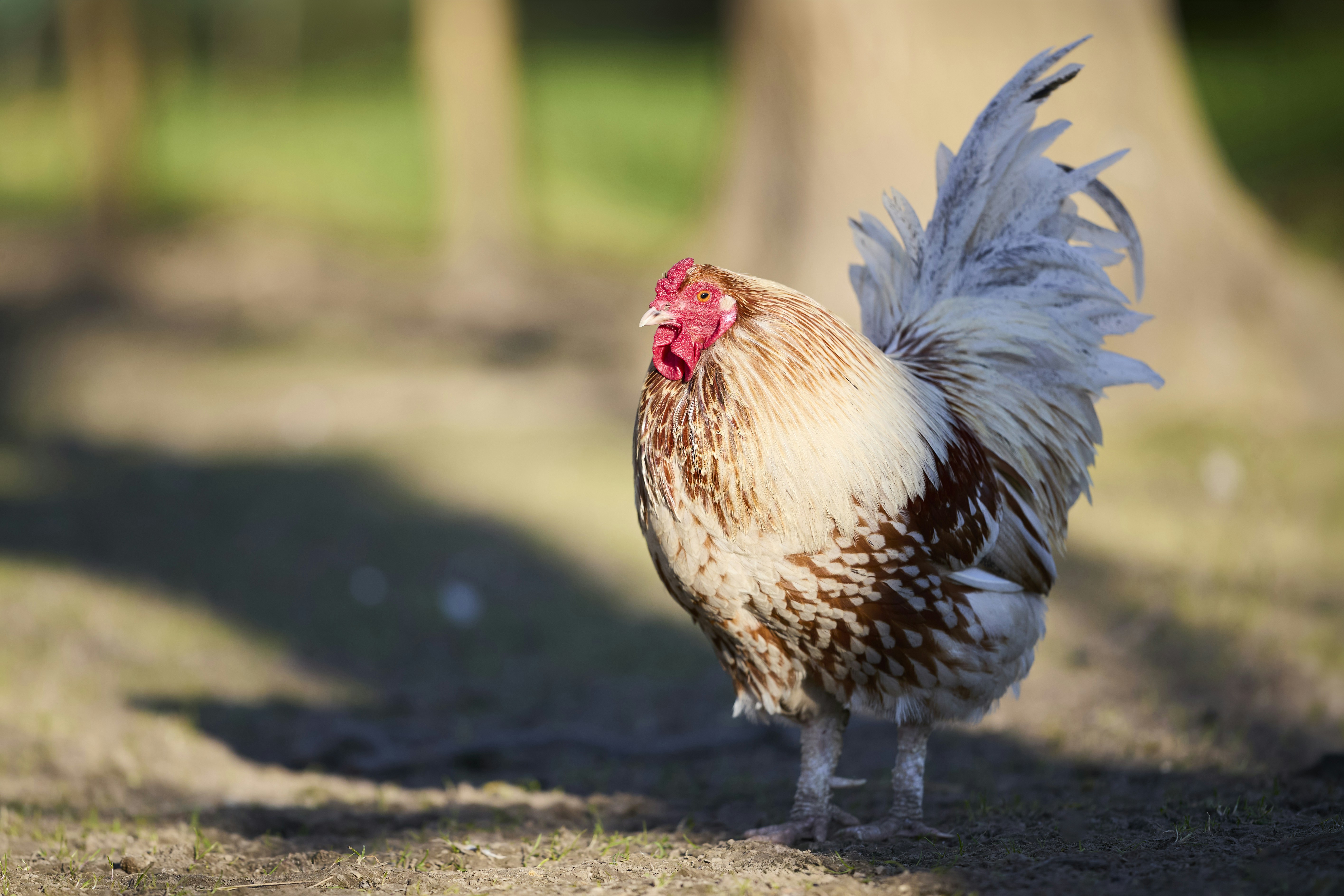 Photo by erwinbosman