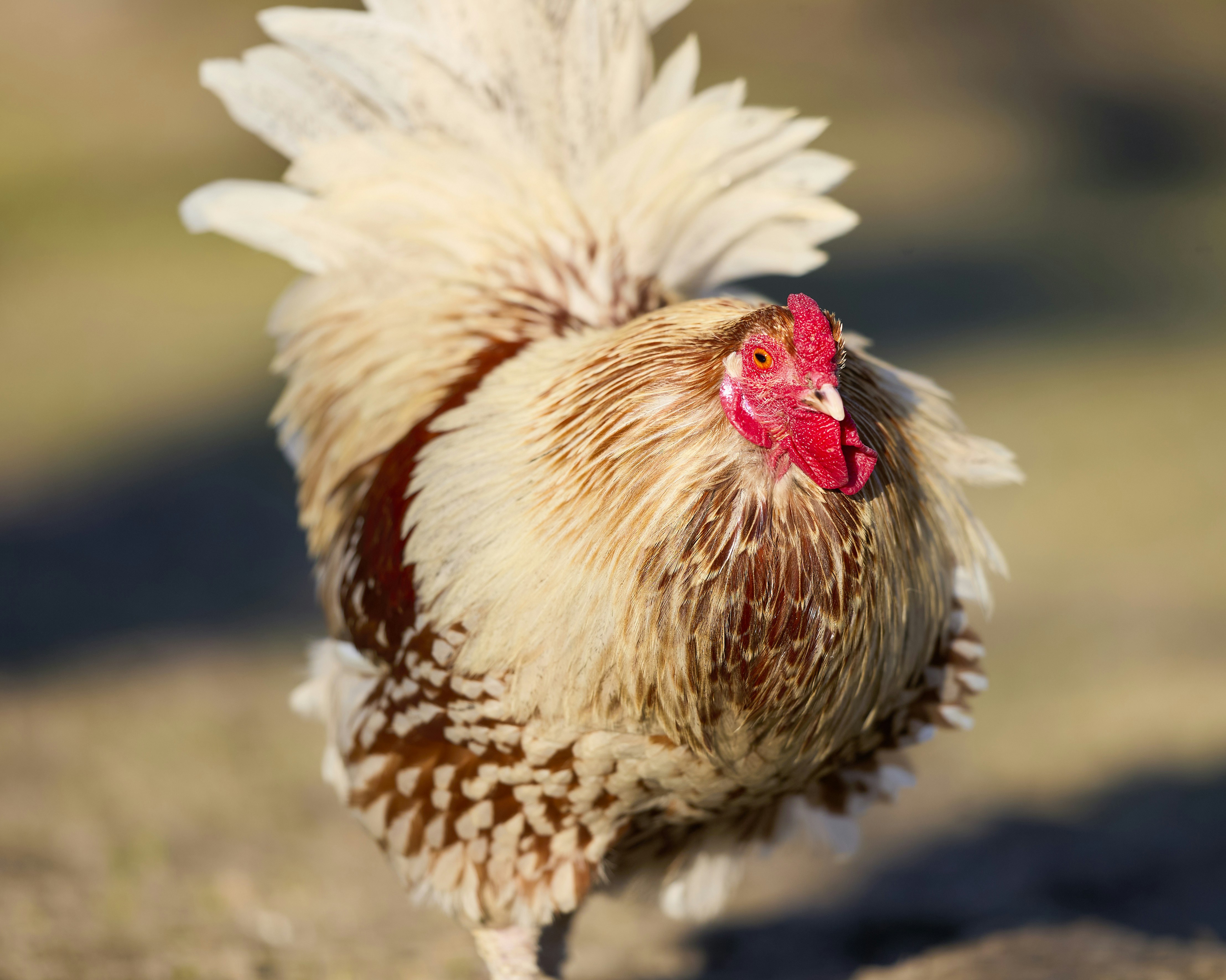 Photo by erwinbosman