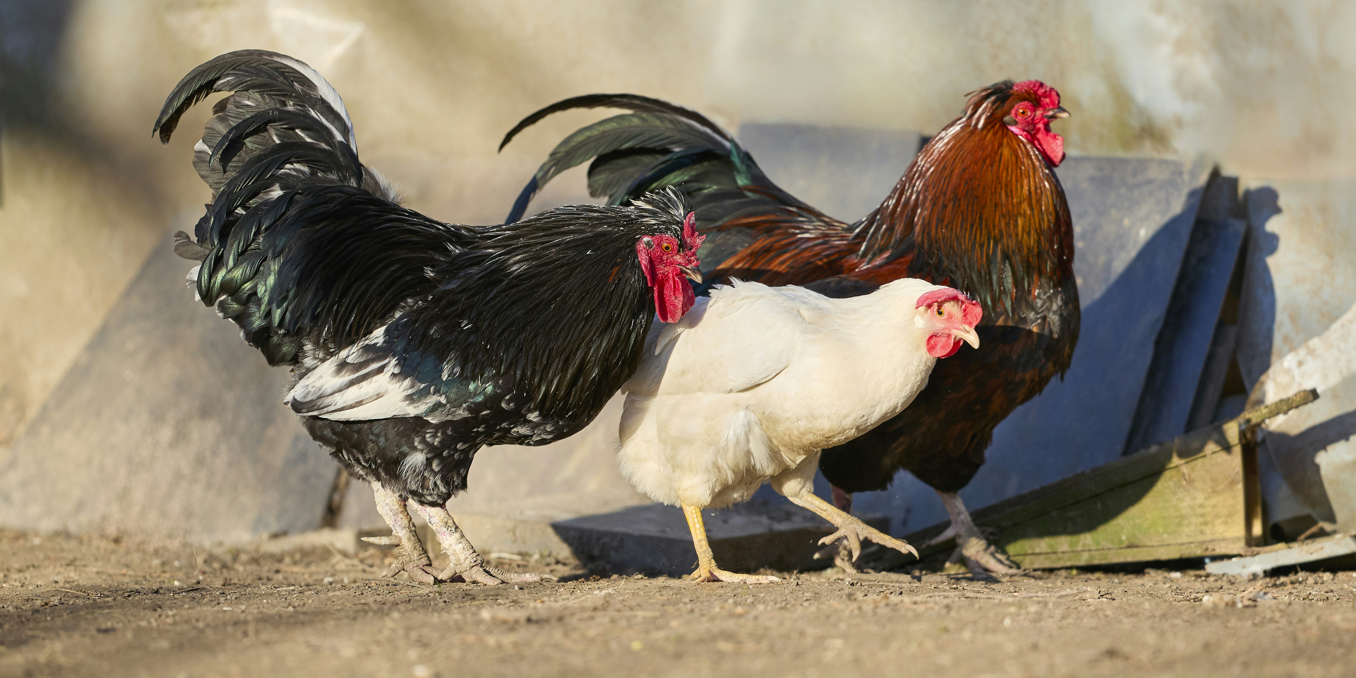 Three chickens, two roosters and one hen, stand together.
