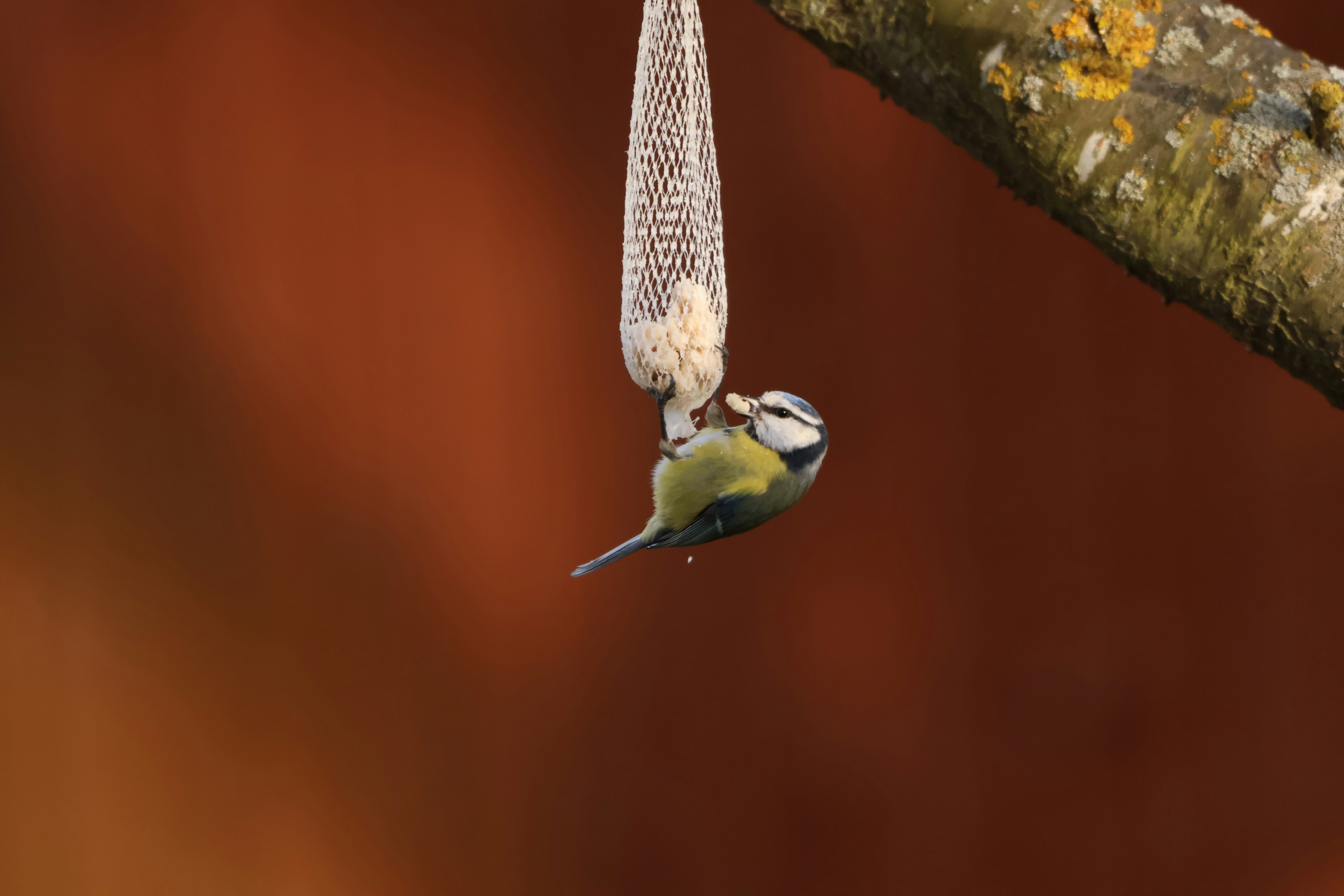 Photo by viktorfriesen