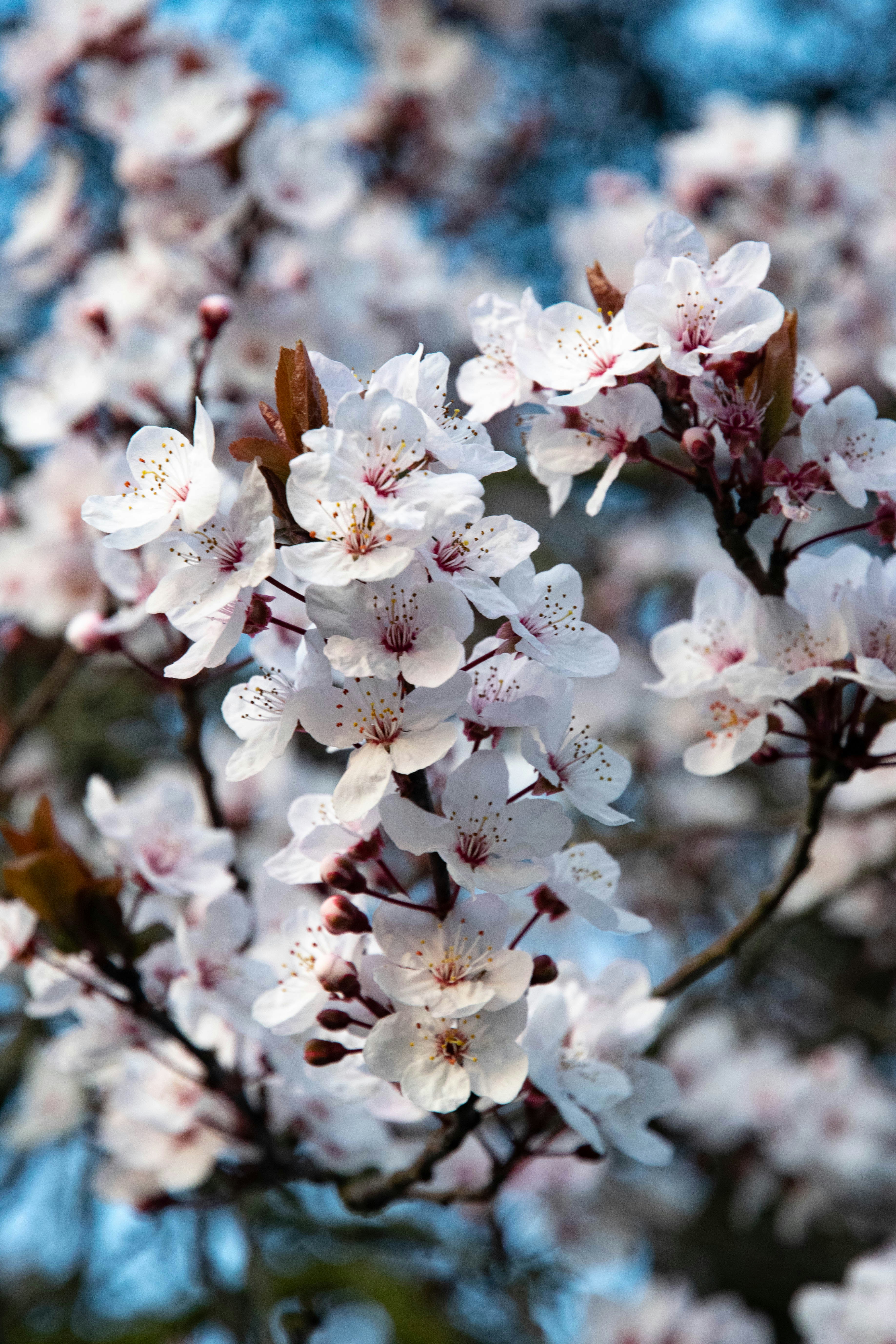 Photo by david_garrick_bangbola