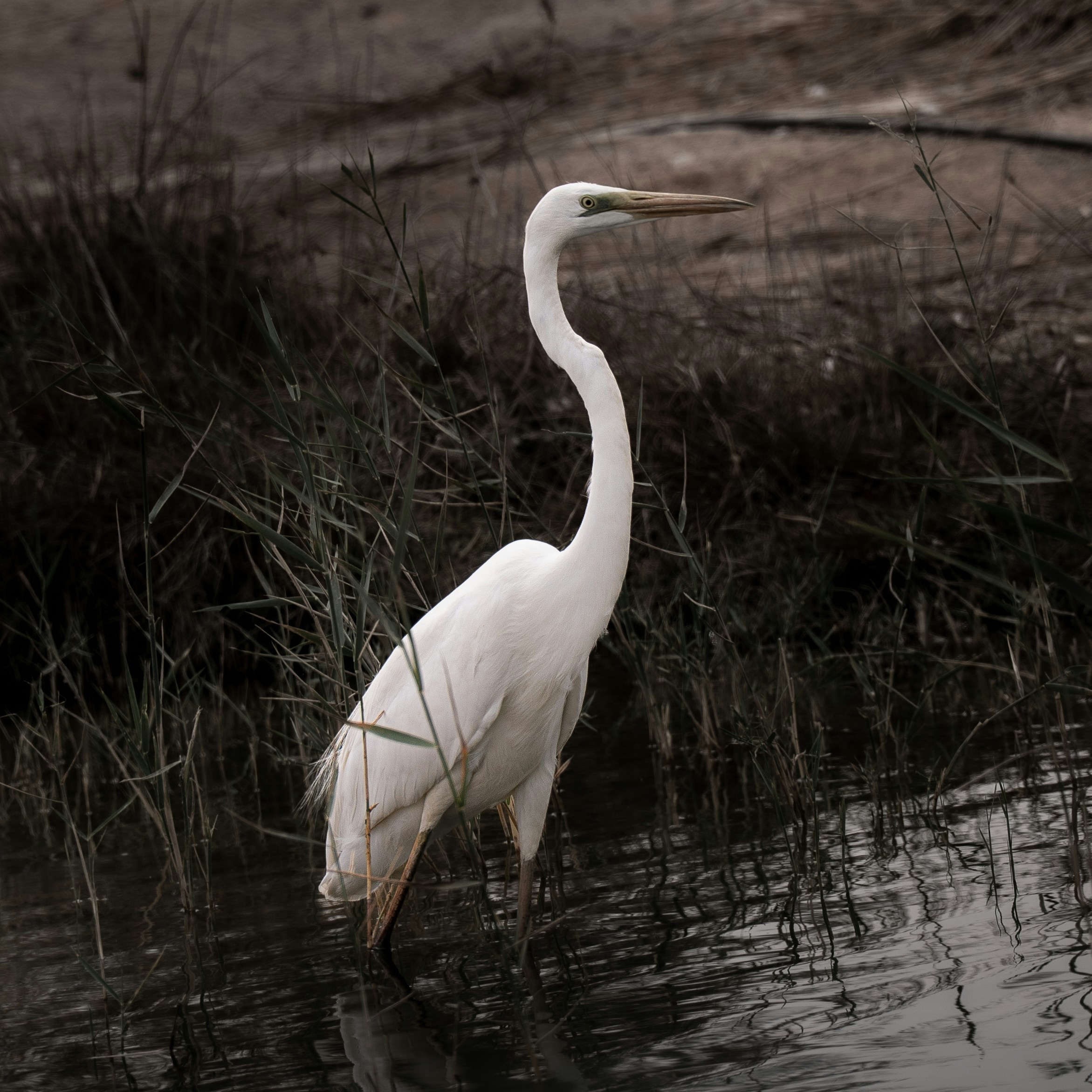 A white egret stands in shallow water near reeds.