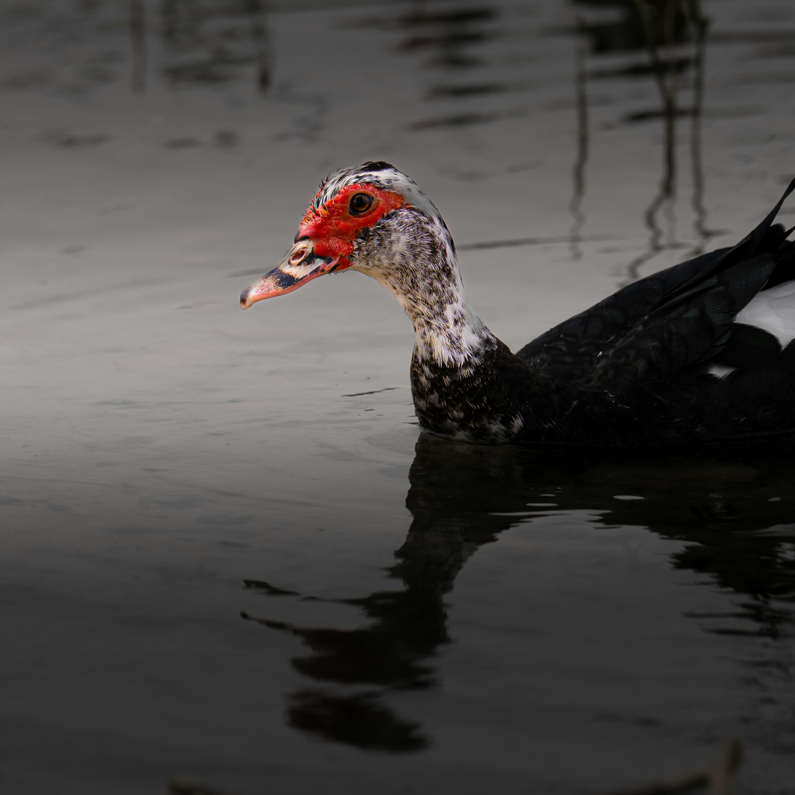 A muscovy duck swims in dark water