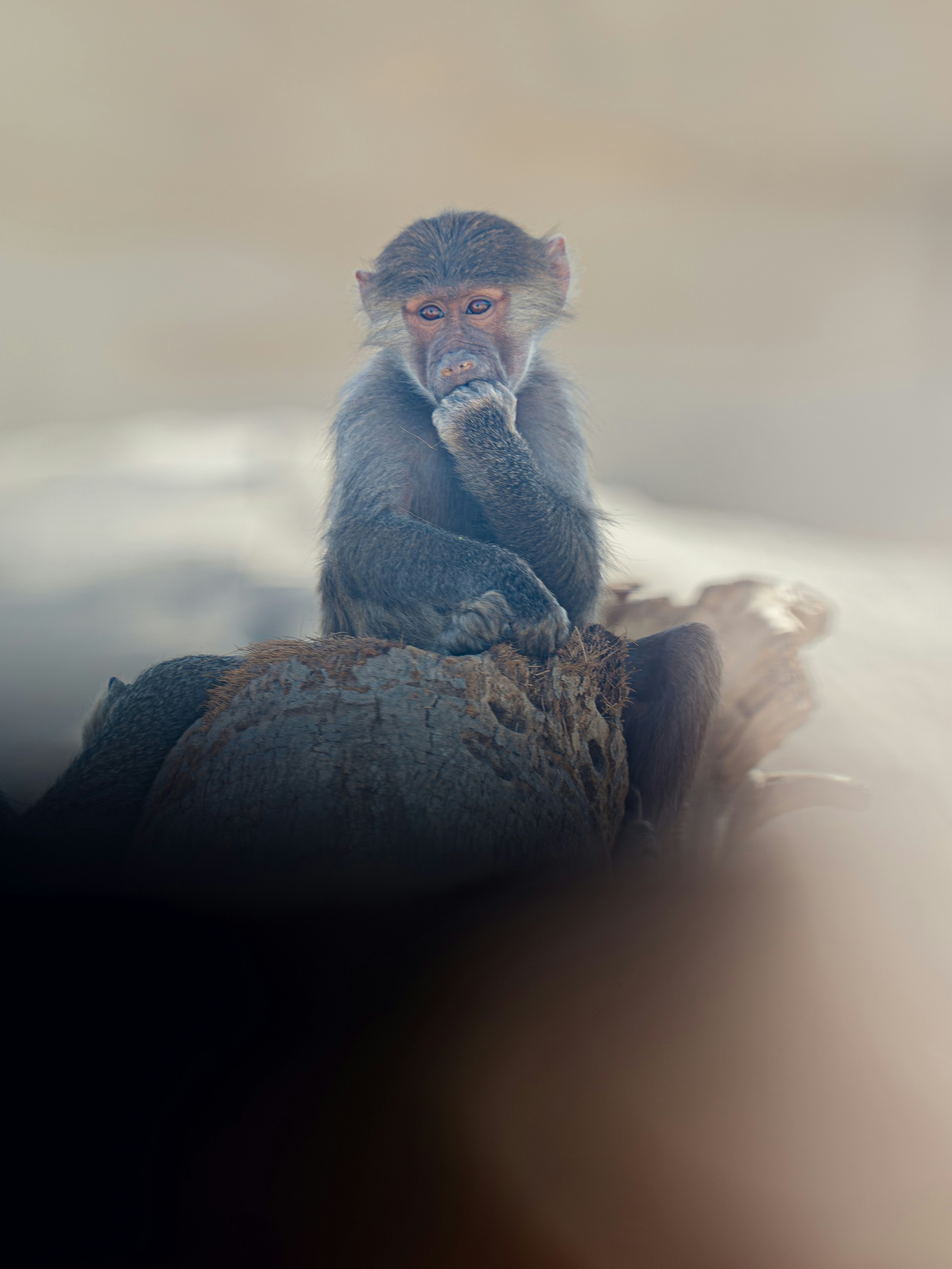 A young baboon sits on a rock, looking thoughtful.