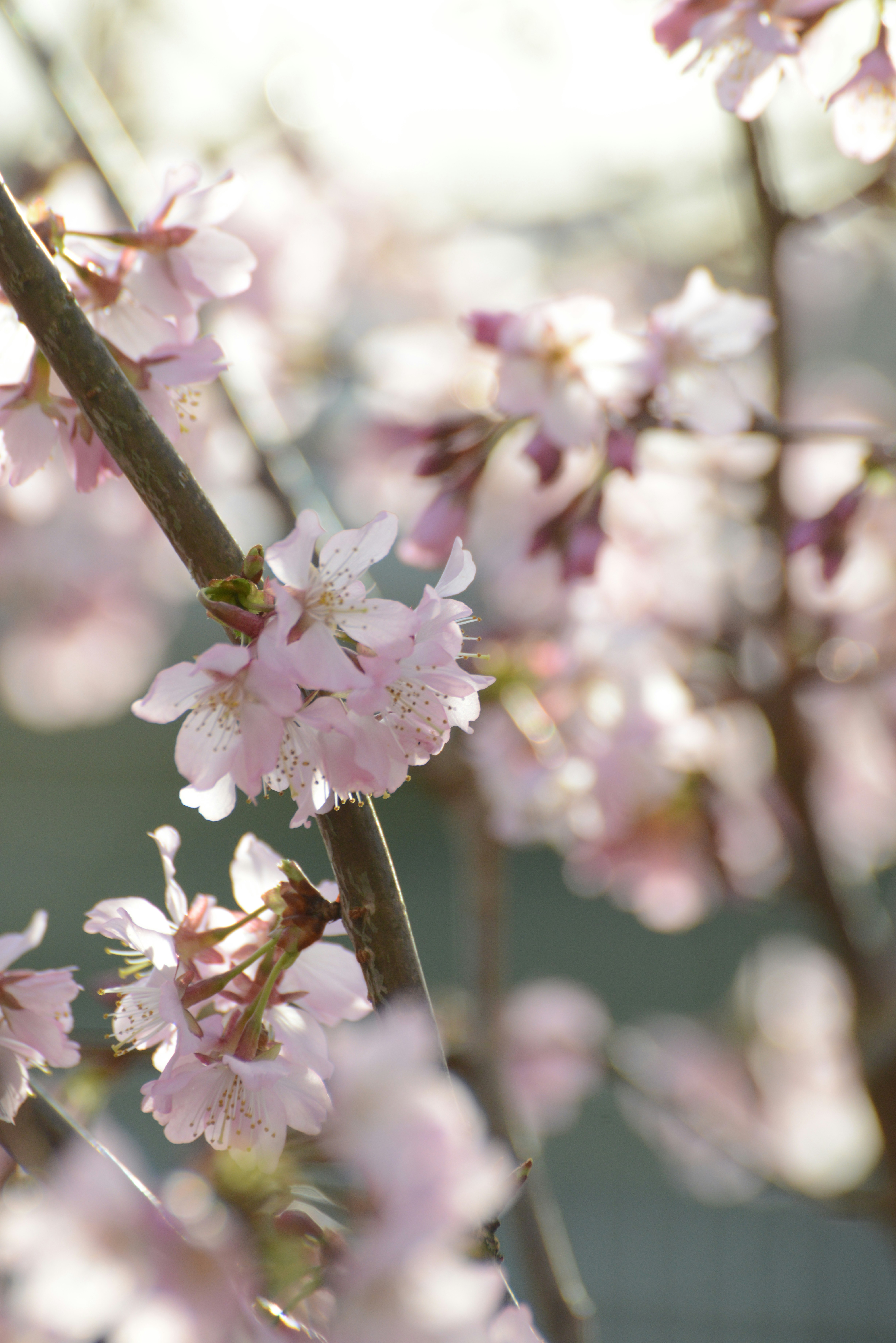 Photo by lauraboefje