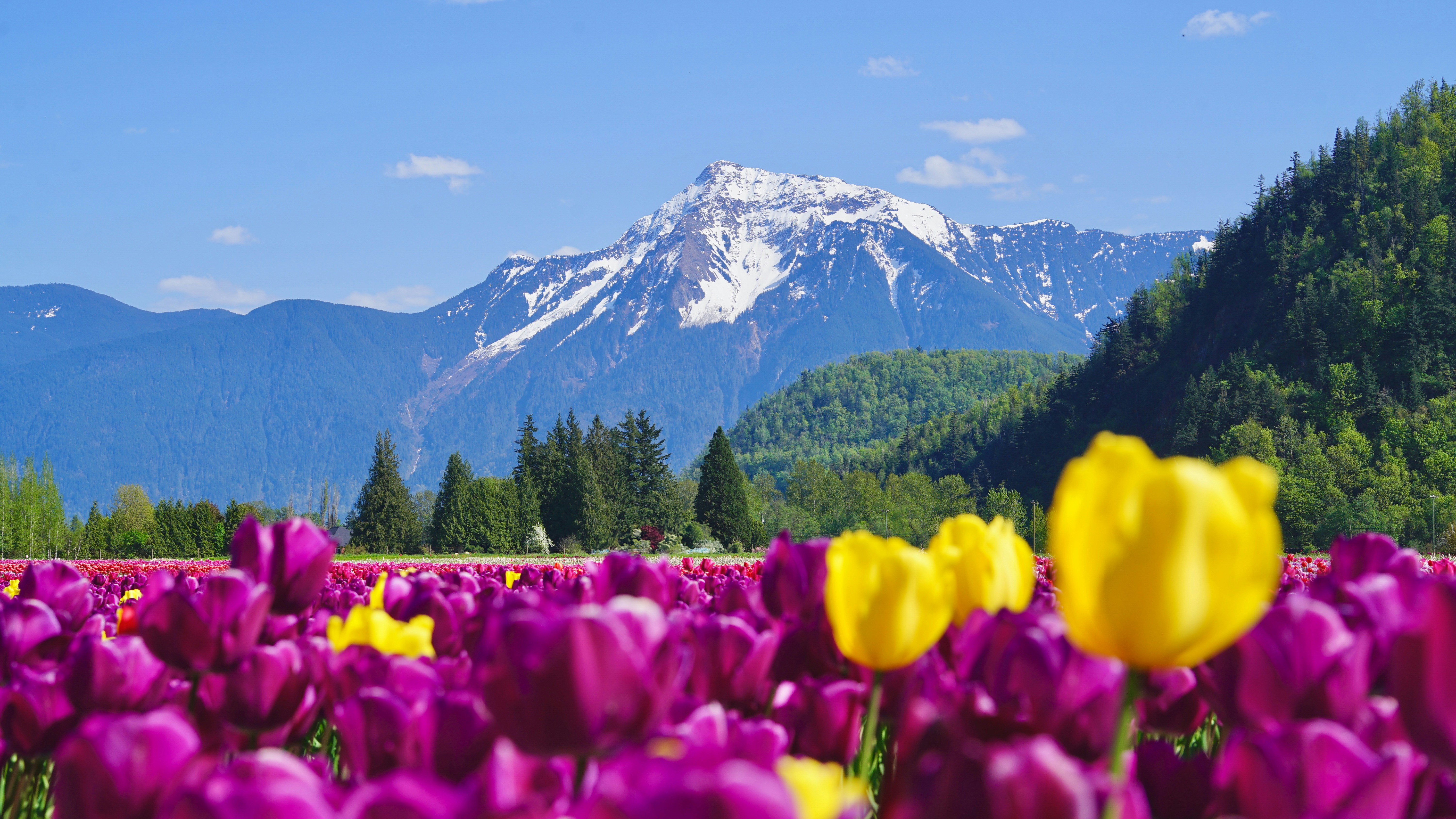 Purple and yellow tulips bloom before snowy mountains.