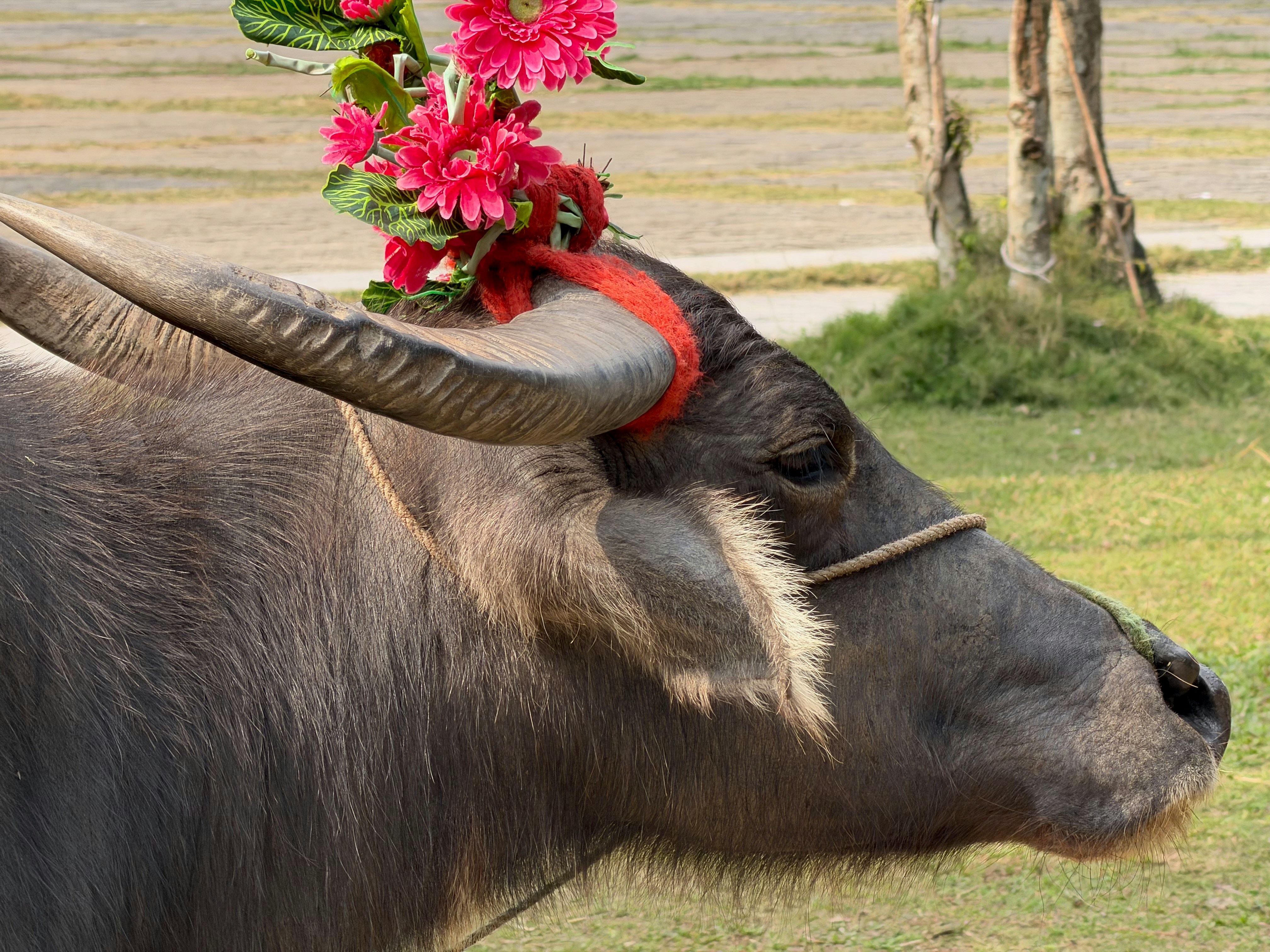 Why Bahag Bihu's Buffalo Fights Were Banned — And What the Ritual Really Symbolized