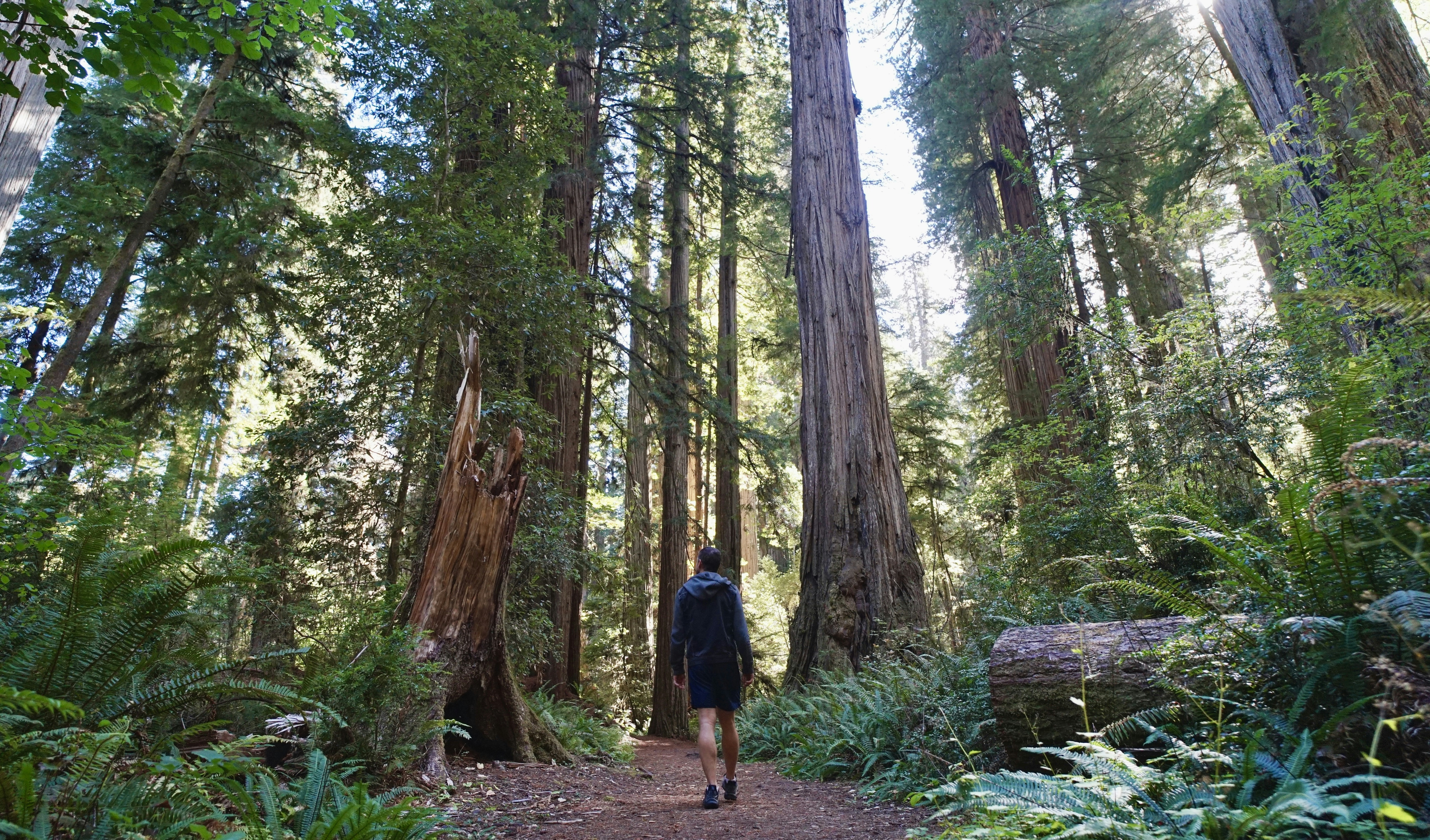 A person walks on a path through a redwood forest.