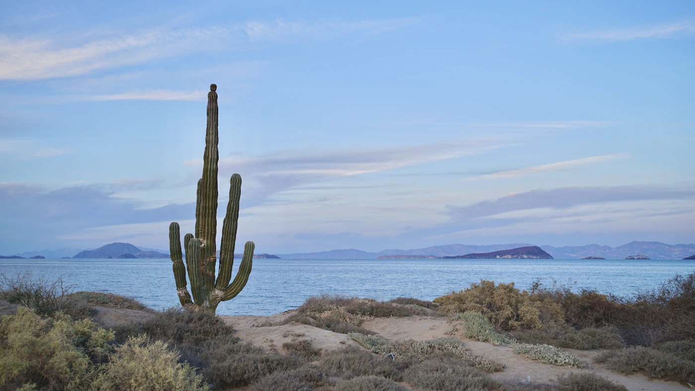 Tall cardon cactus in Baja California desert with the Sea of Cortez and distant rocky islands behind under a soft blue sky