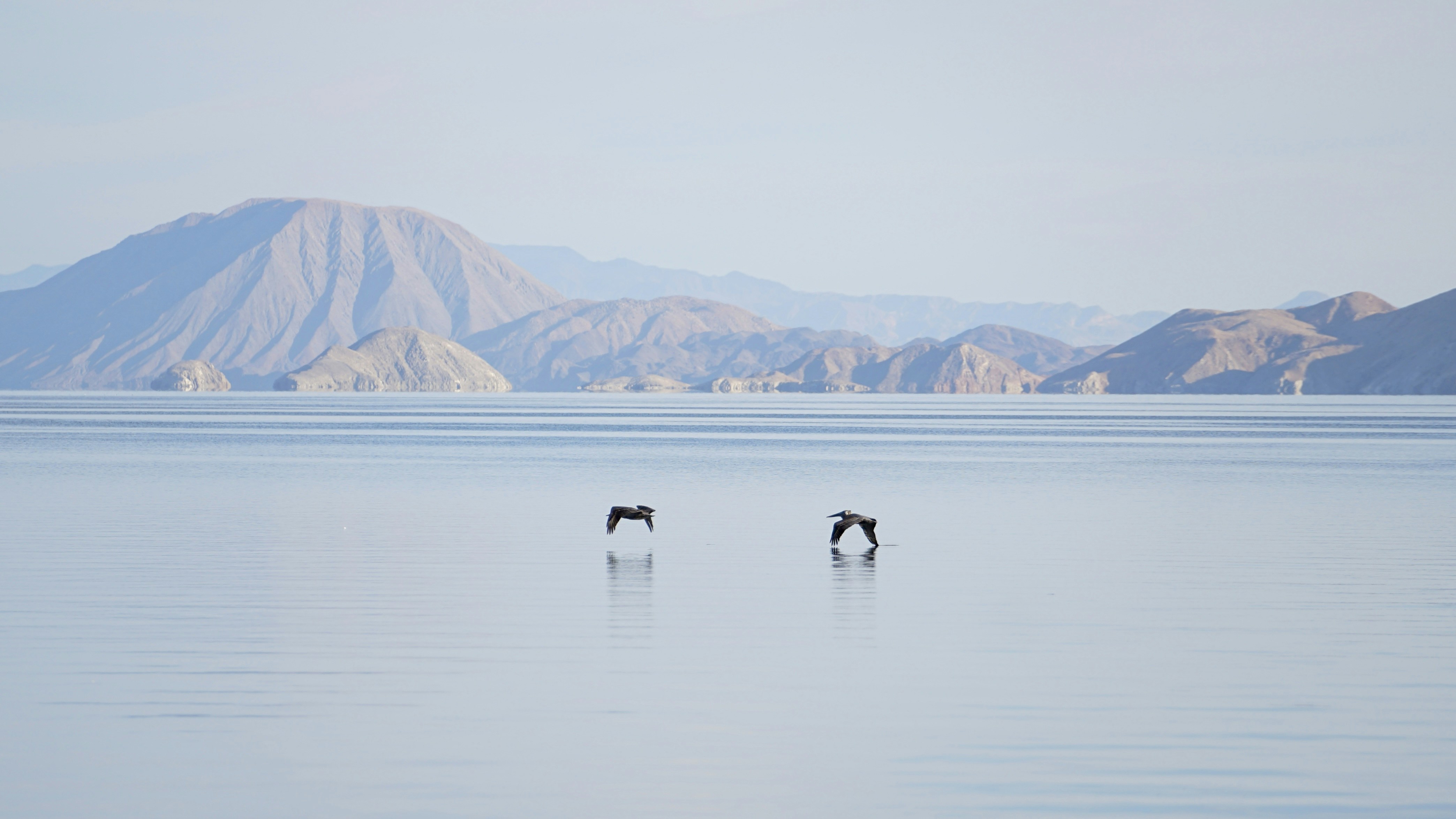 Two birds flying over a calm body of water.