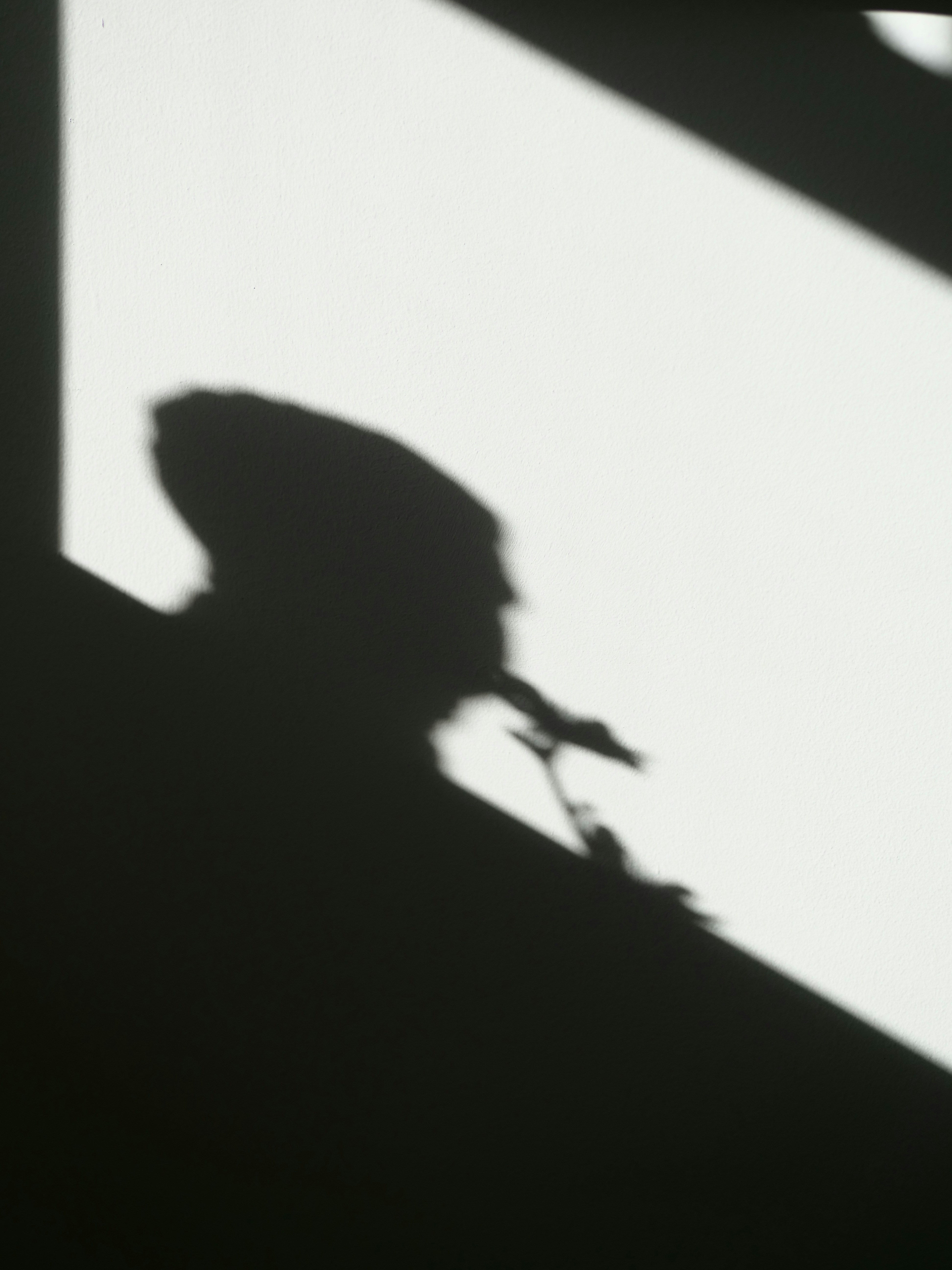 Schatten einer Person, die eine Blume hält