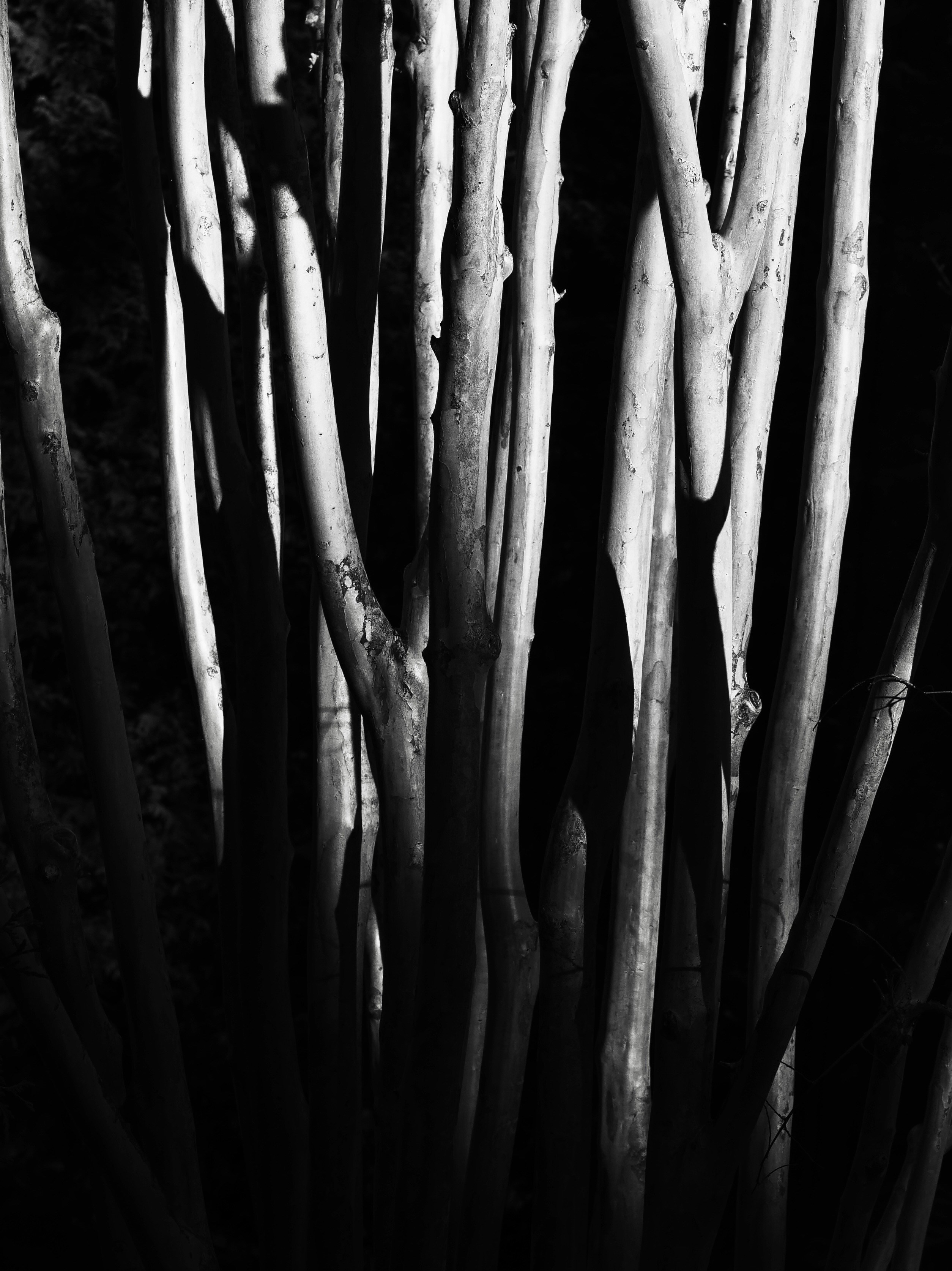 Abstraktes Muster aus Licht und Schatten auf Ästen der Bäume