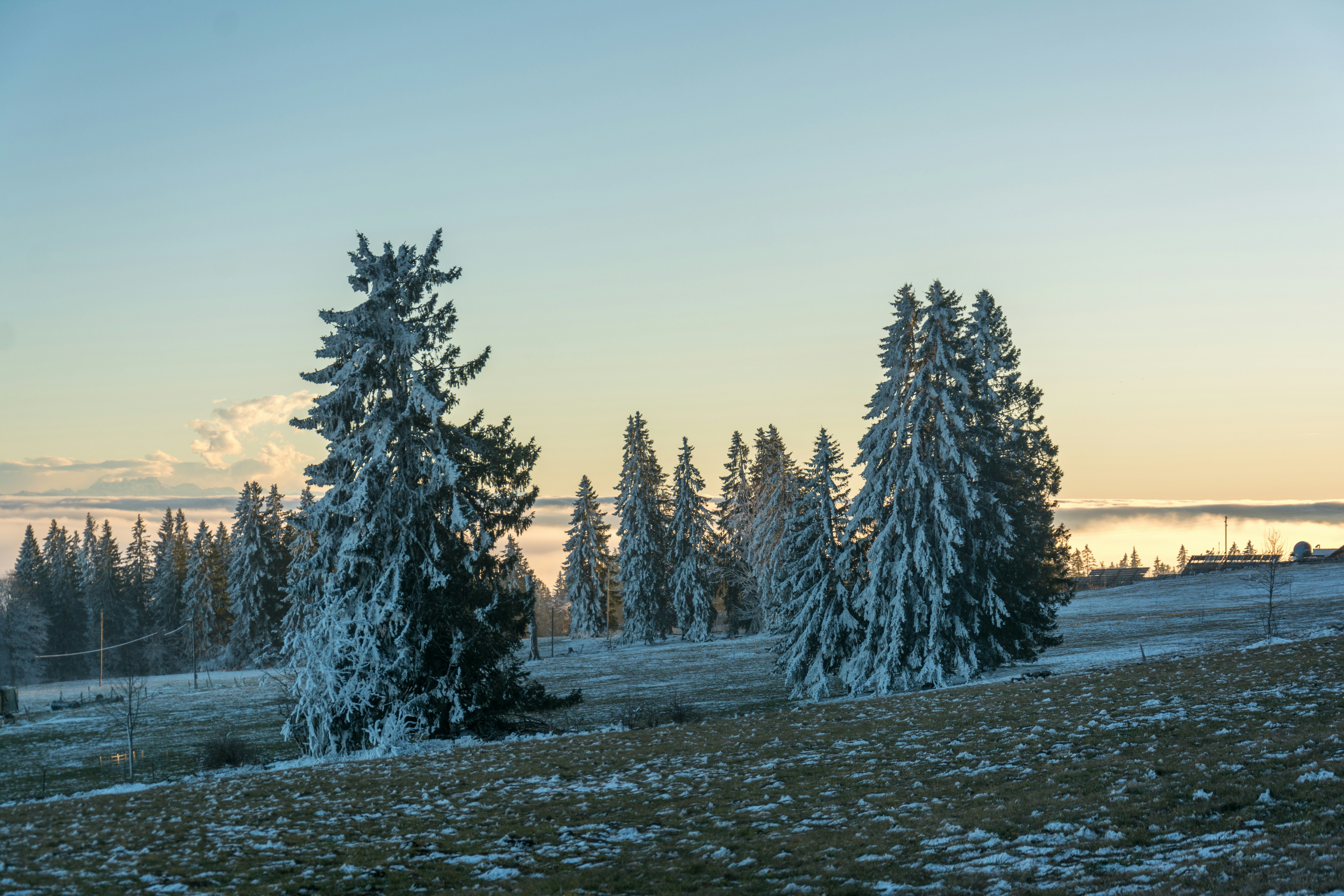 Snow-covered pine trees on a frosty morning