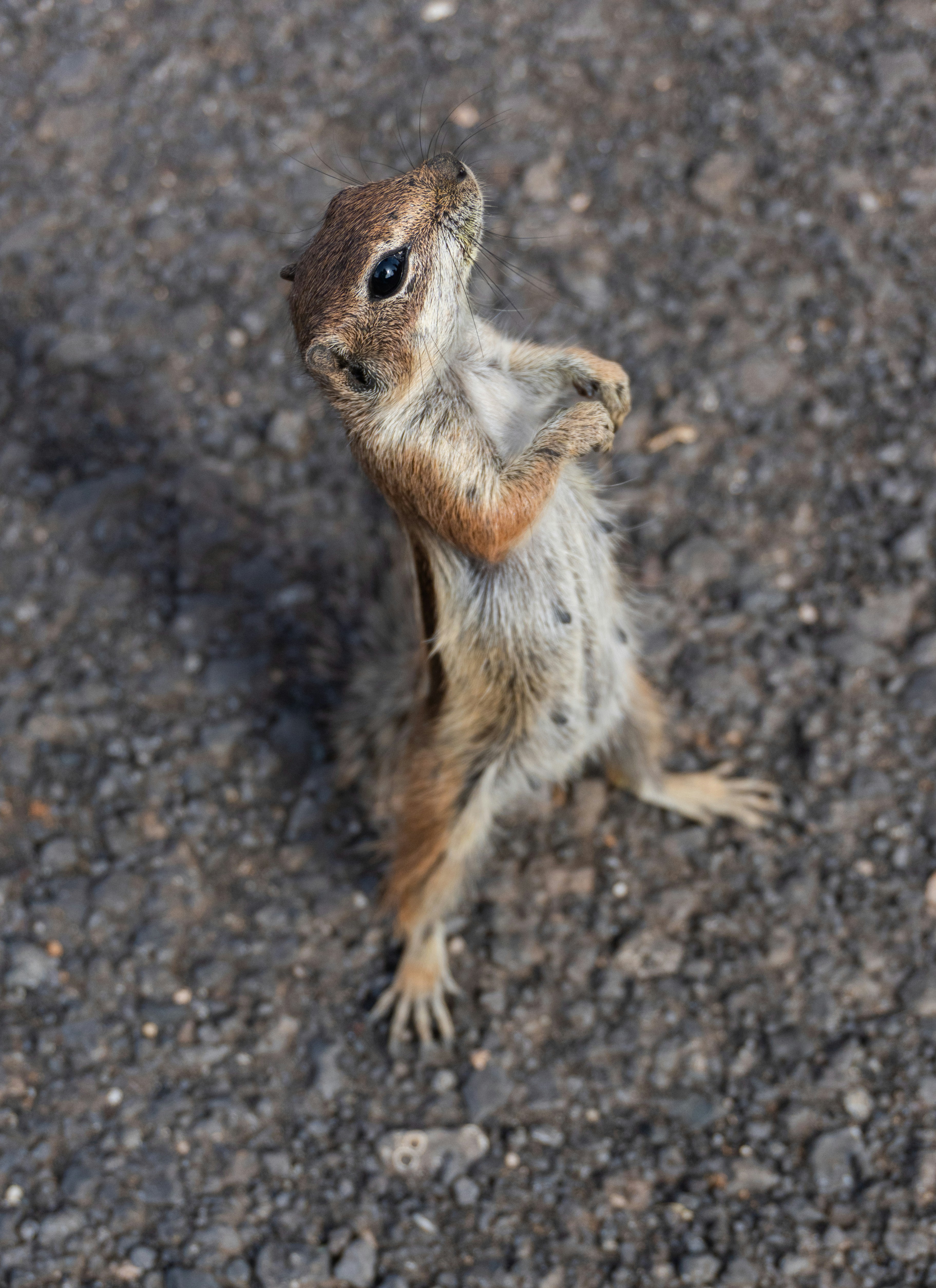 A small squirrel stands on its hind legs looking up.