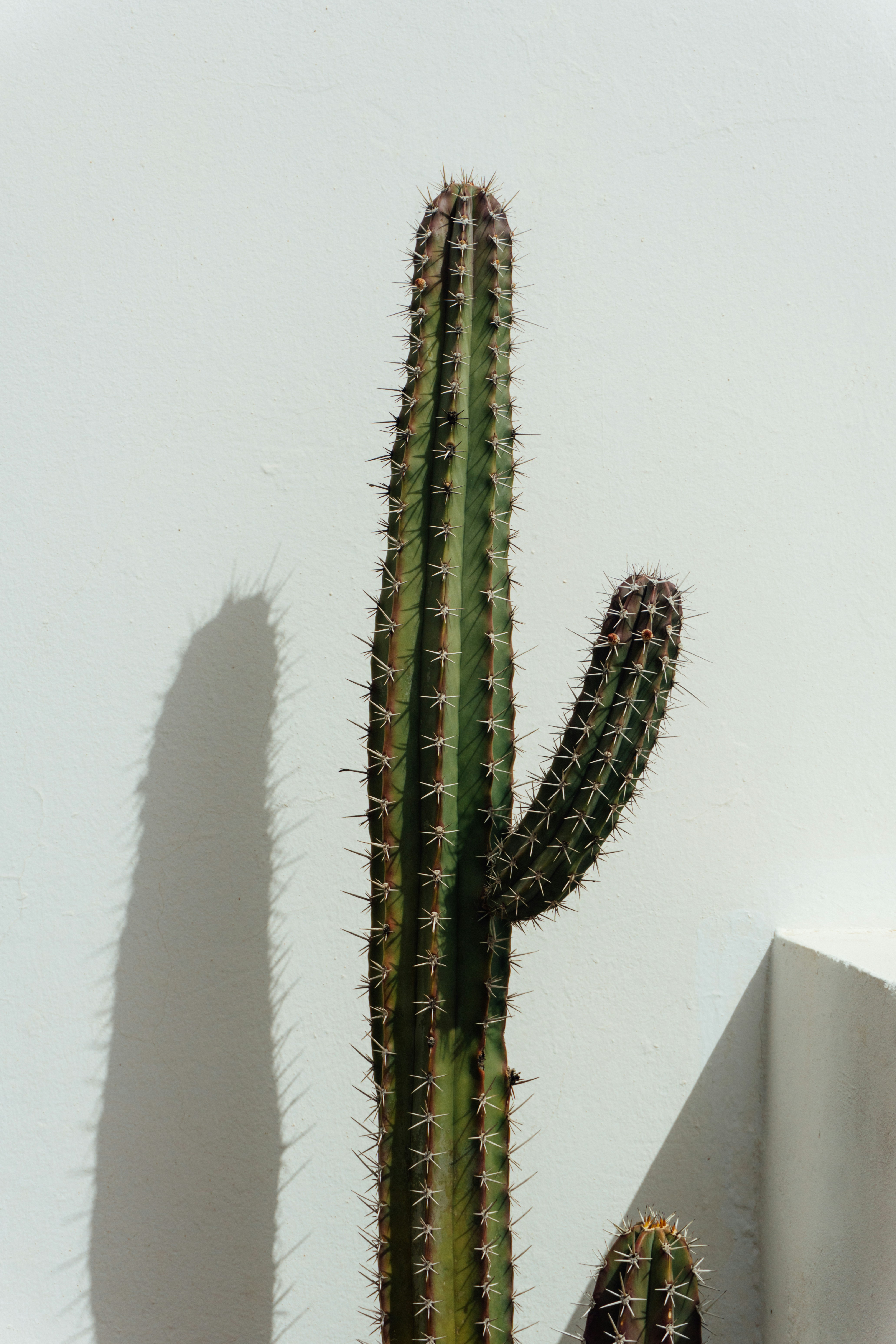 Tall cactus with a shadow on a white wall