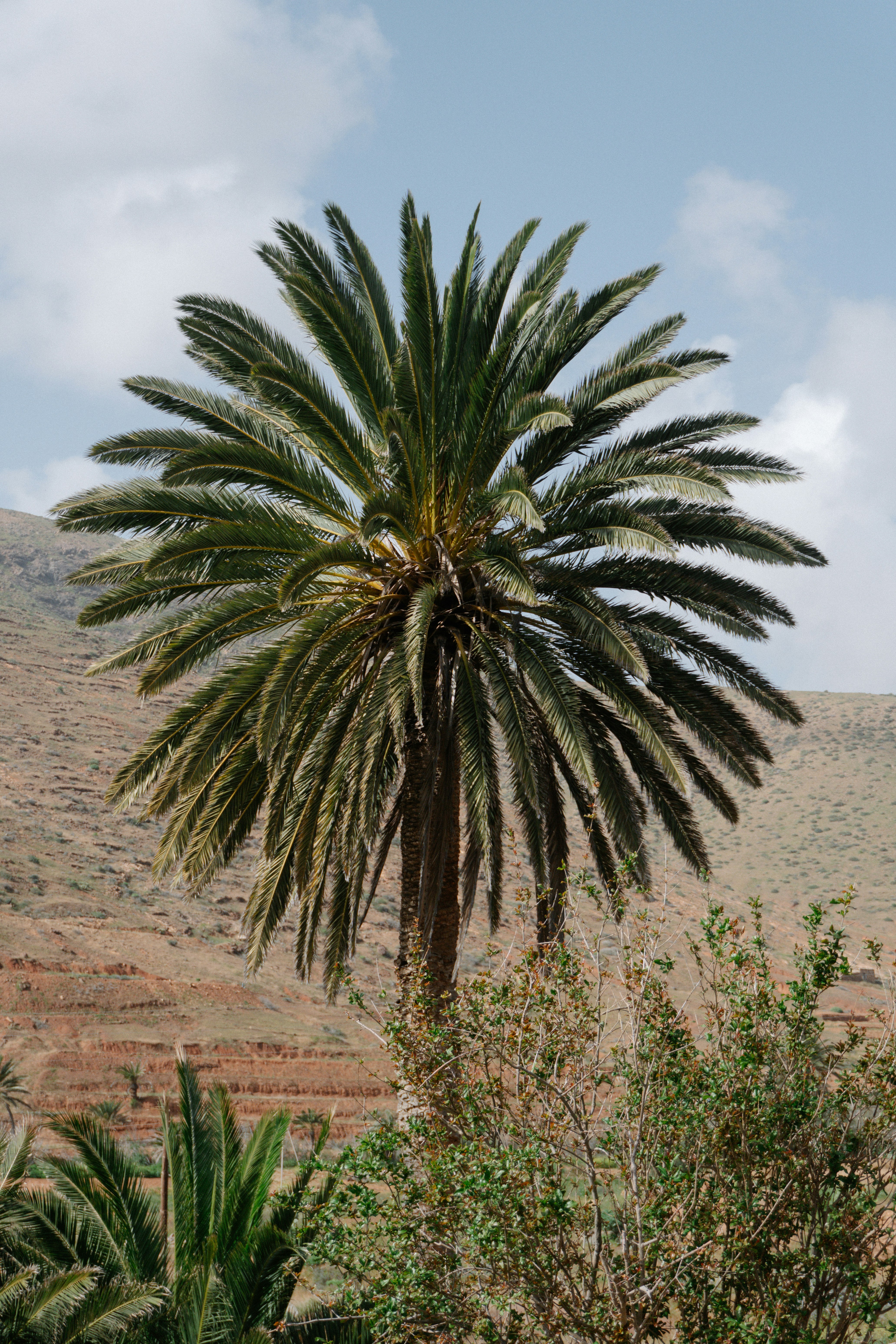 A tall palm tree stands against a dry, hilly landscape.