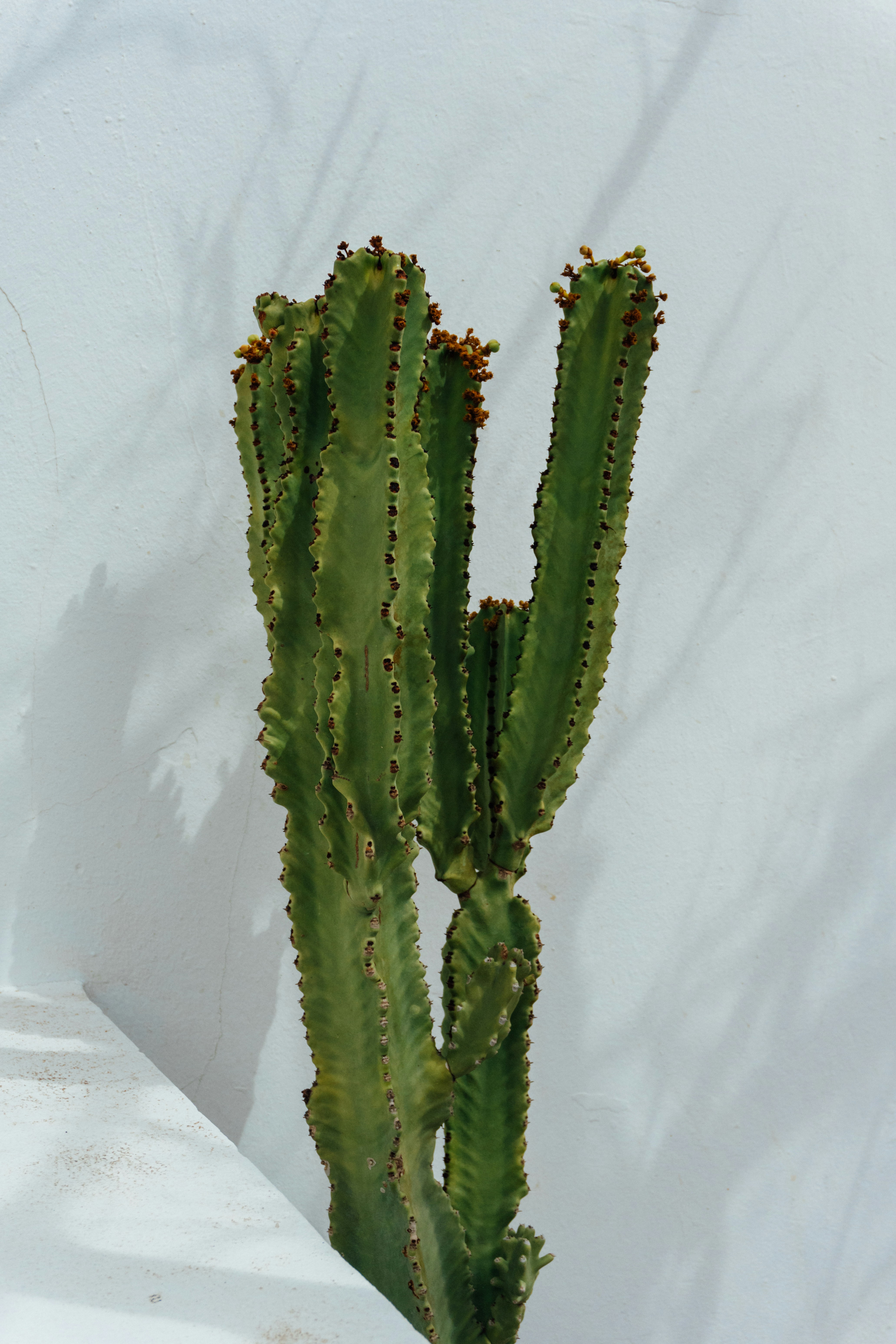 Tall green cactus against a white background