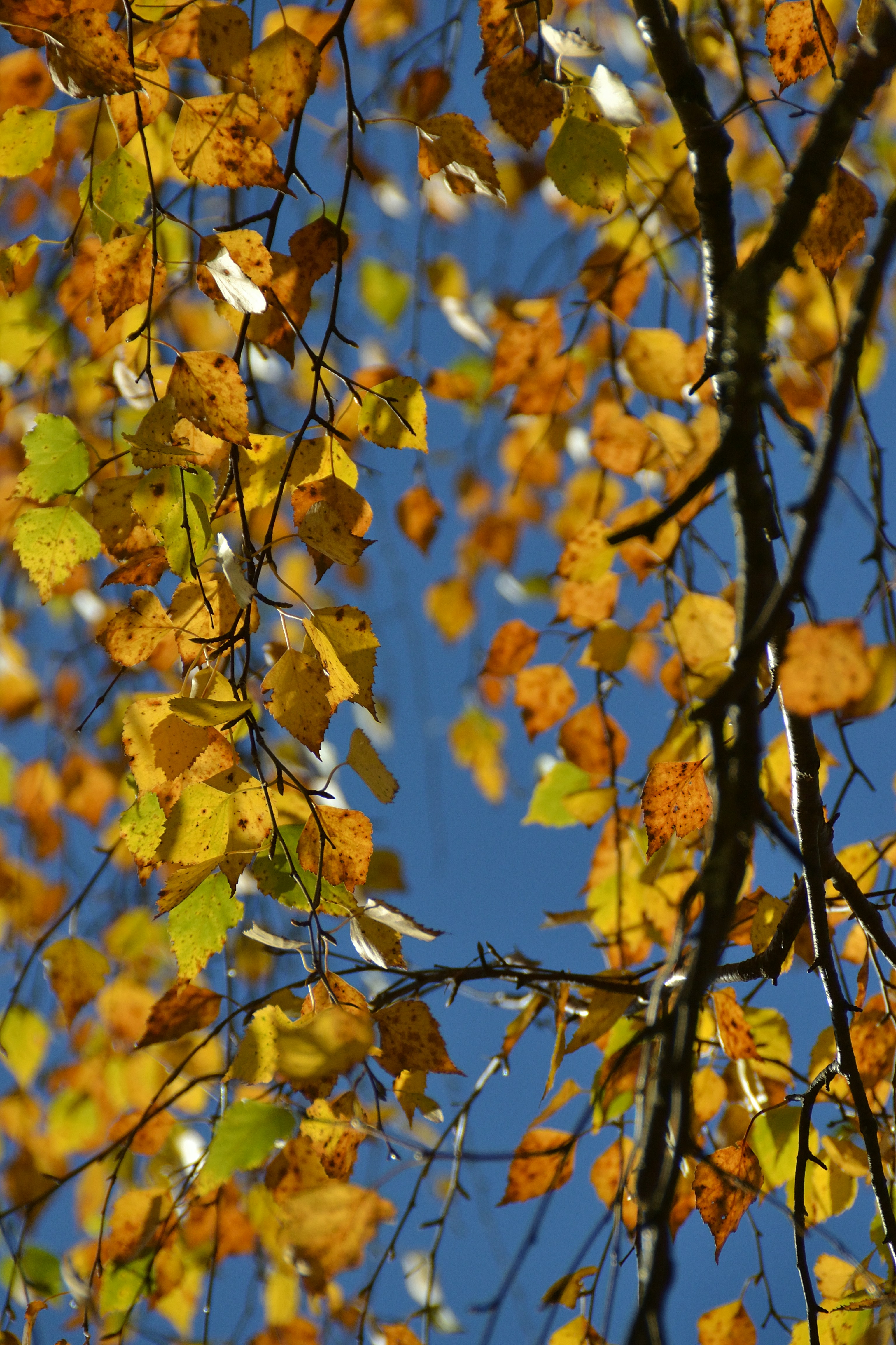 Photo by psilocybe53