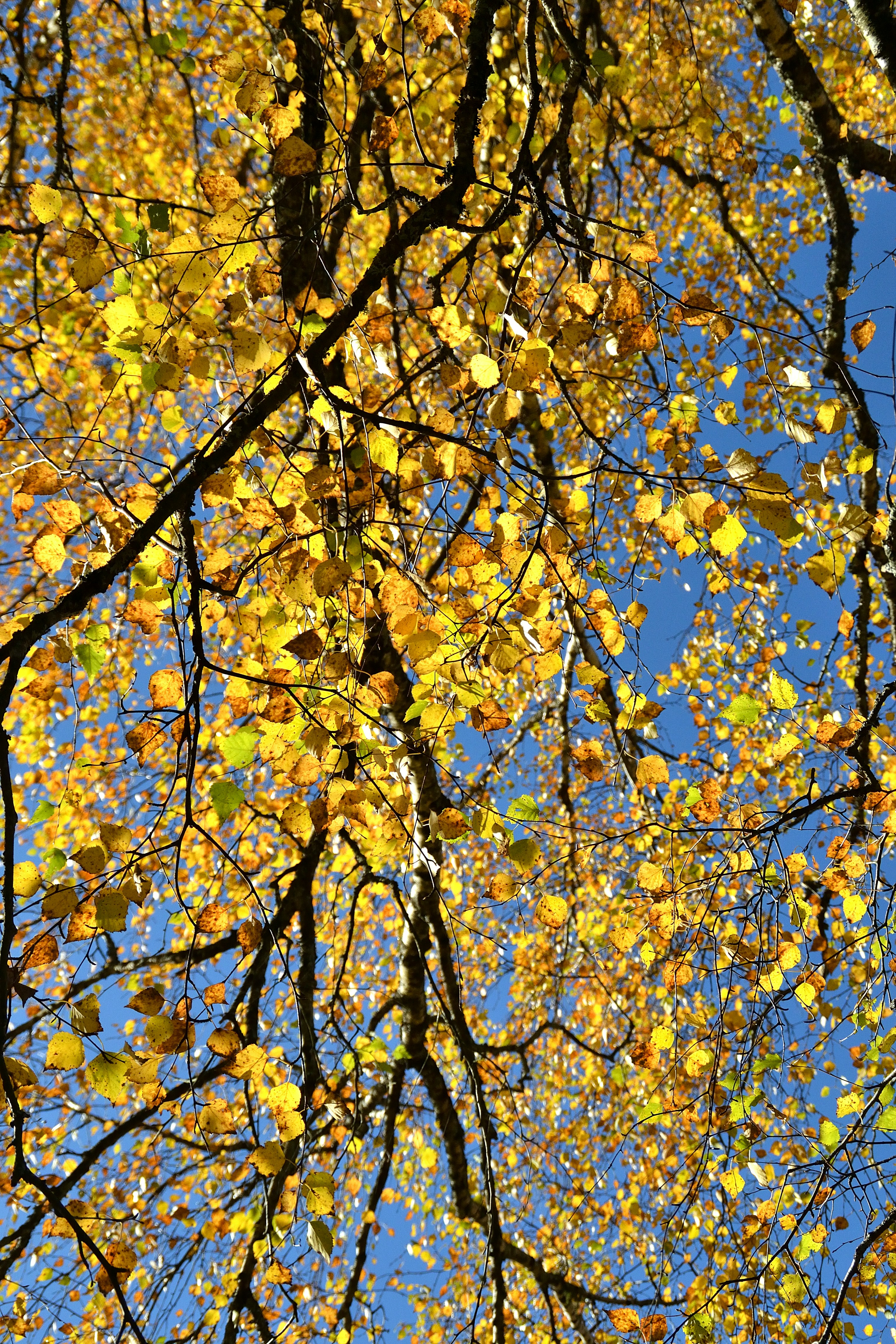 Photo by psilocybe53