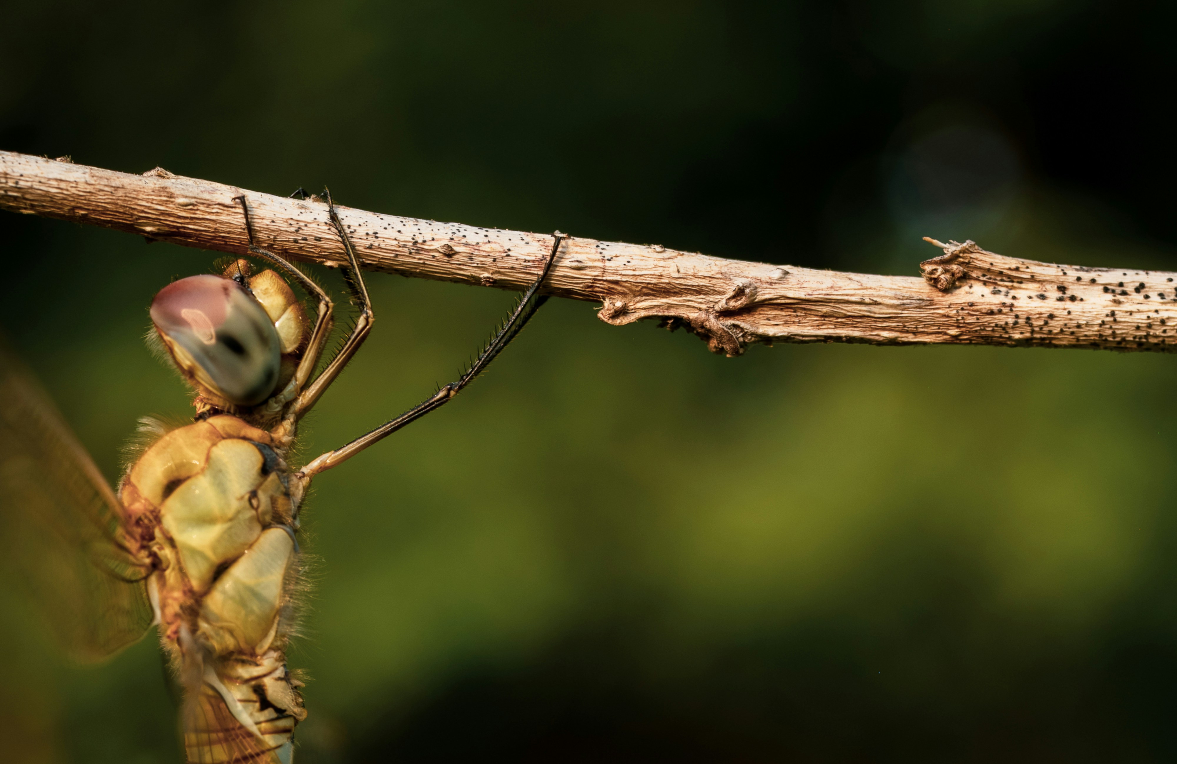 A dragonfly clings to a thin branch. photo – Free Wildlife Image on ...