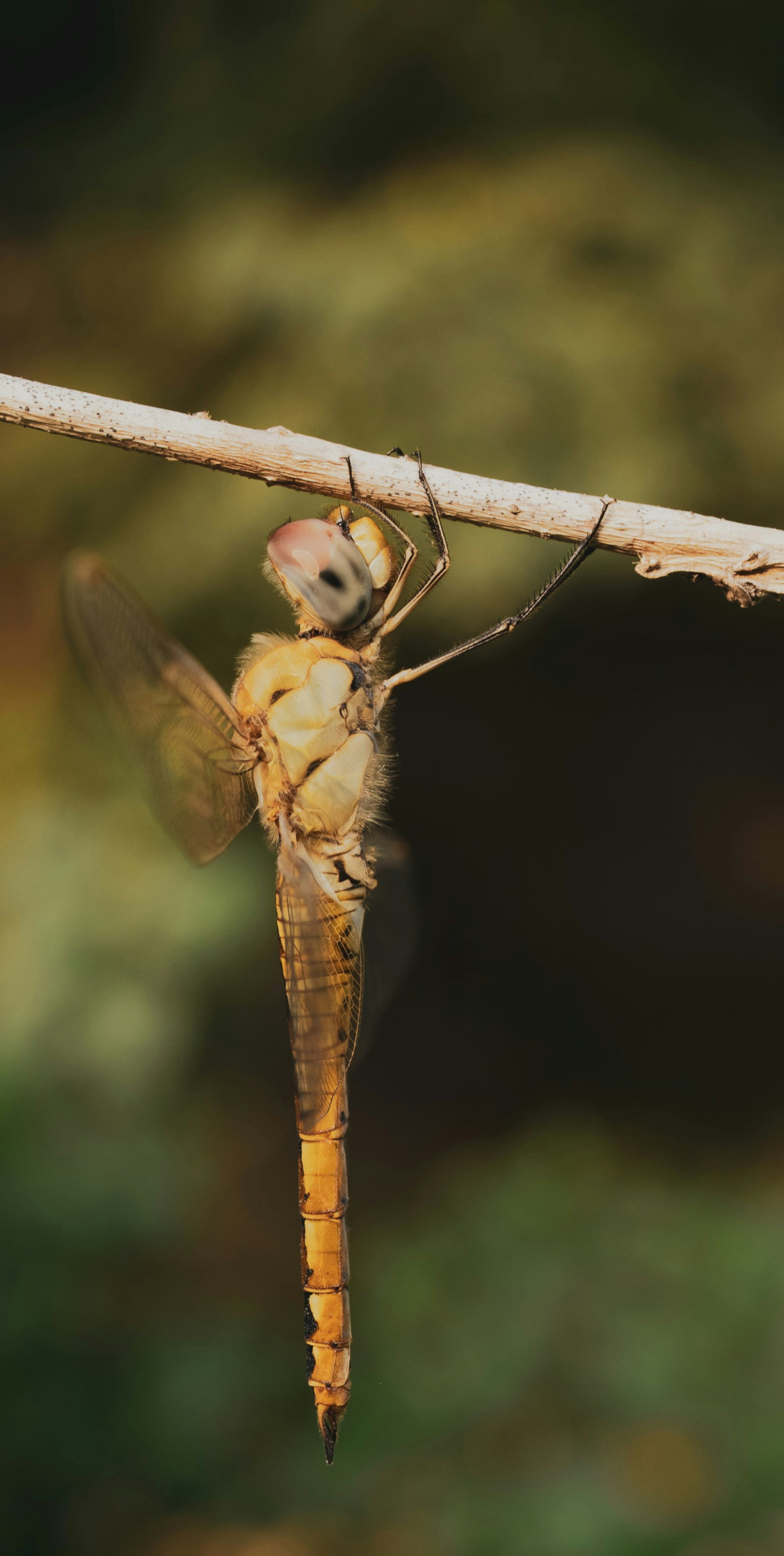 Una libélula se aferra a una rama delgada al aire libre.